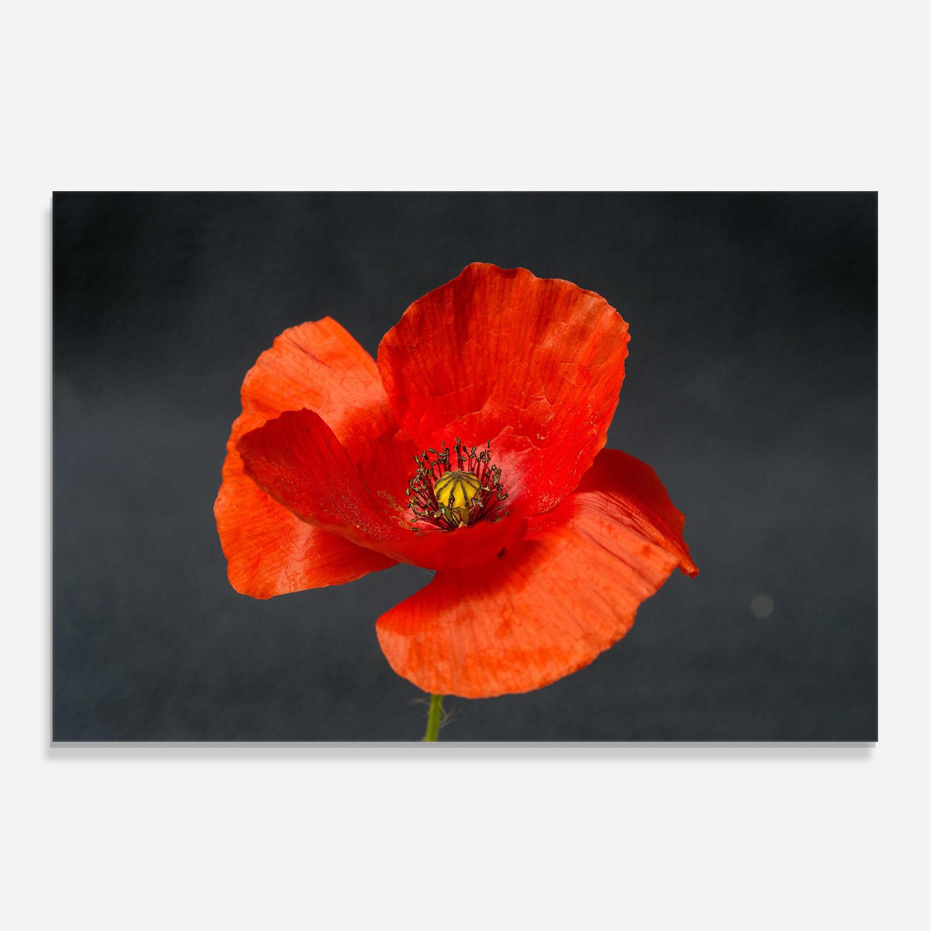 Konyhai üveg hátfal Light Red Poppy mockup 0