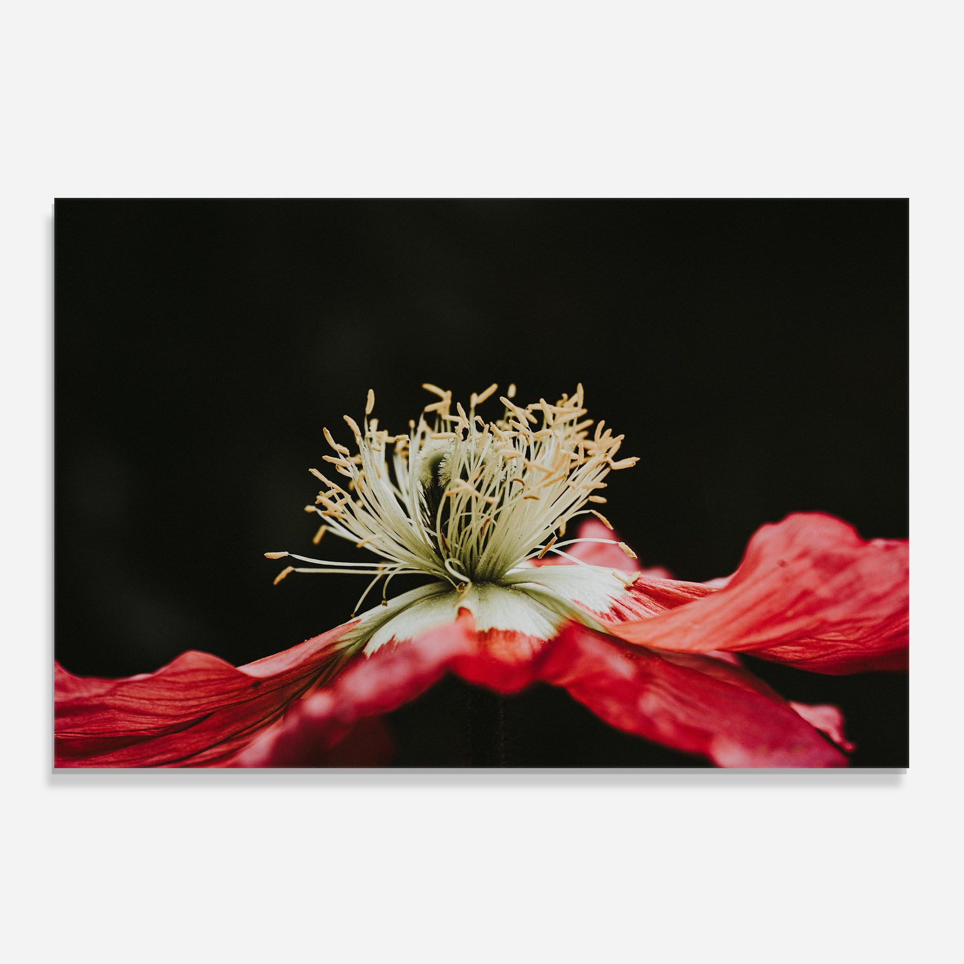 Open Poppy Close Up mockup 0