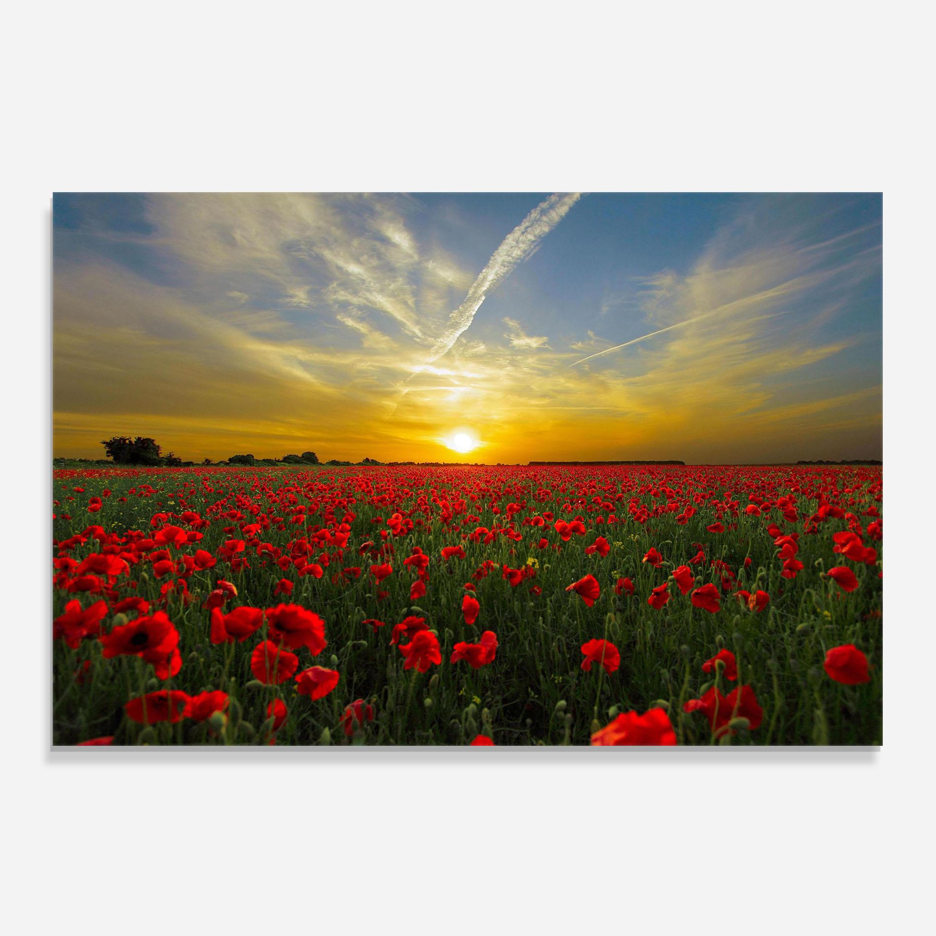 Konyhai üveg hátfal Poppies Sunset mockup 0