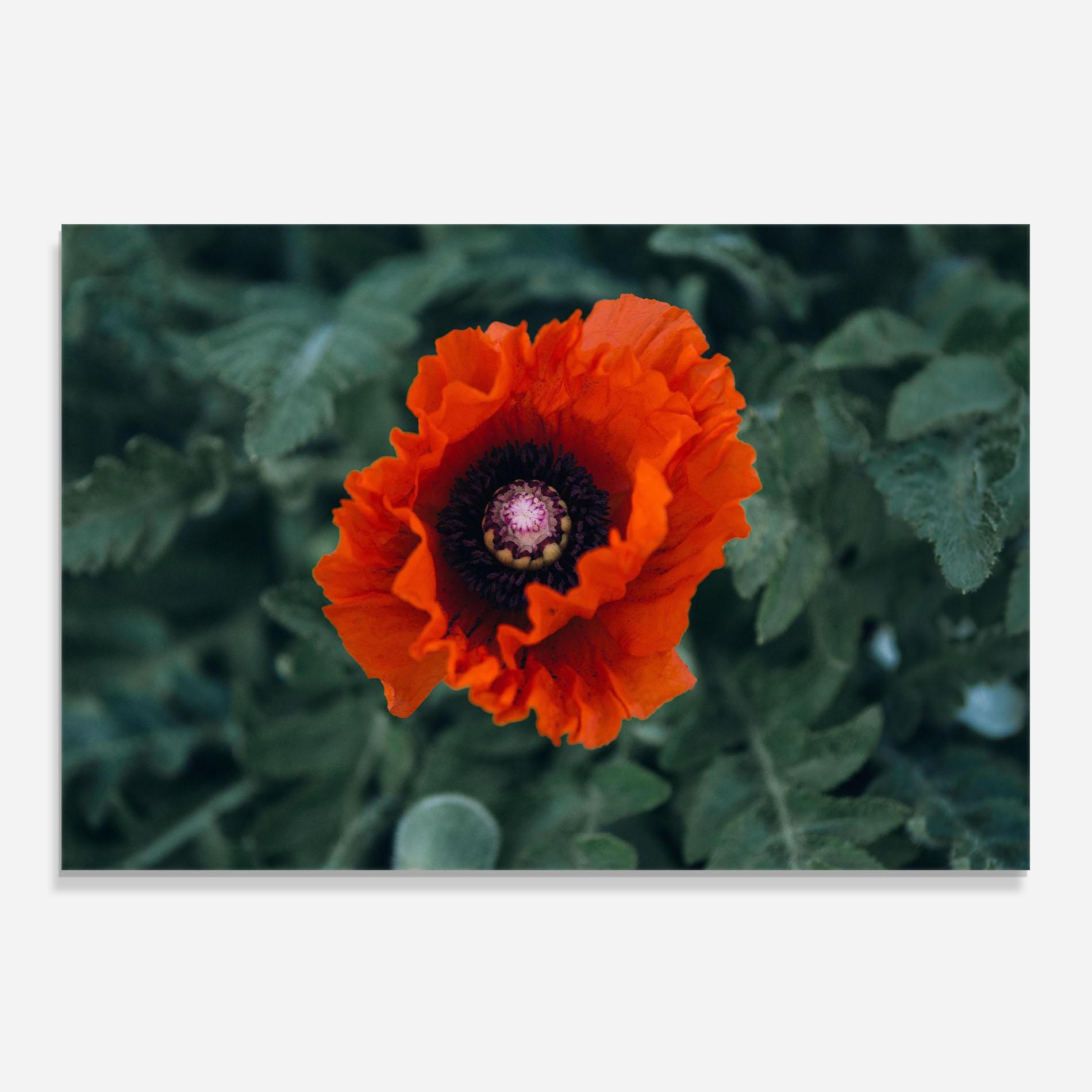 Konyhai üveg hátfal Poppy From The Garden mockup 0