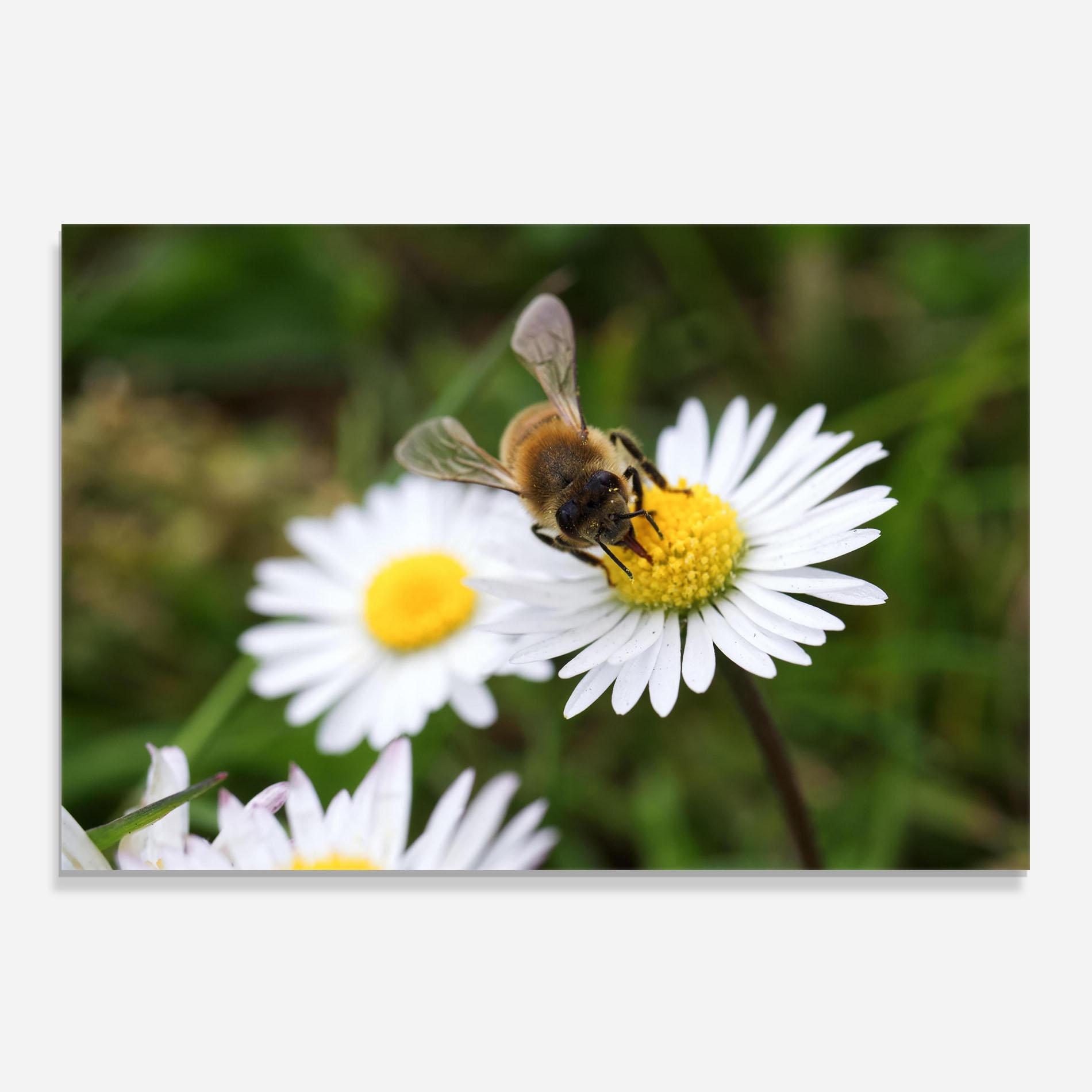 Konyhai üveg hátfal Bee On Little Daisy mockup 0