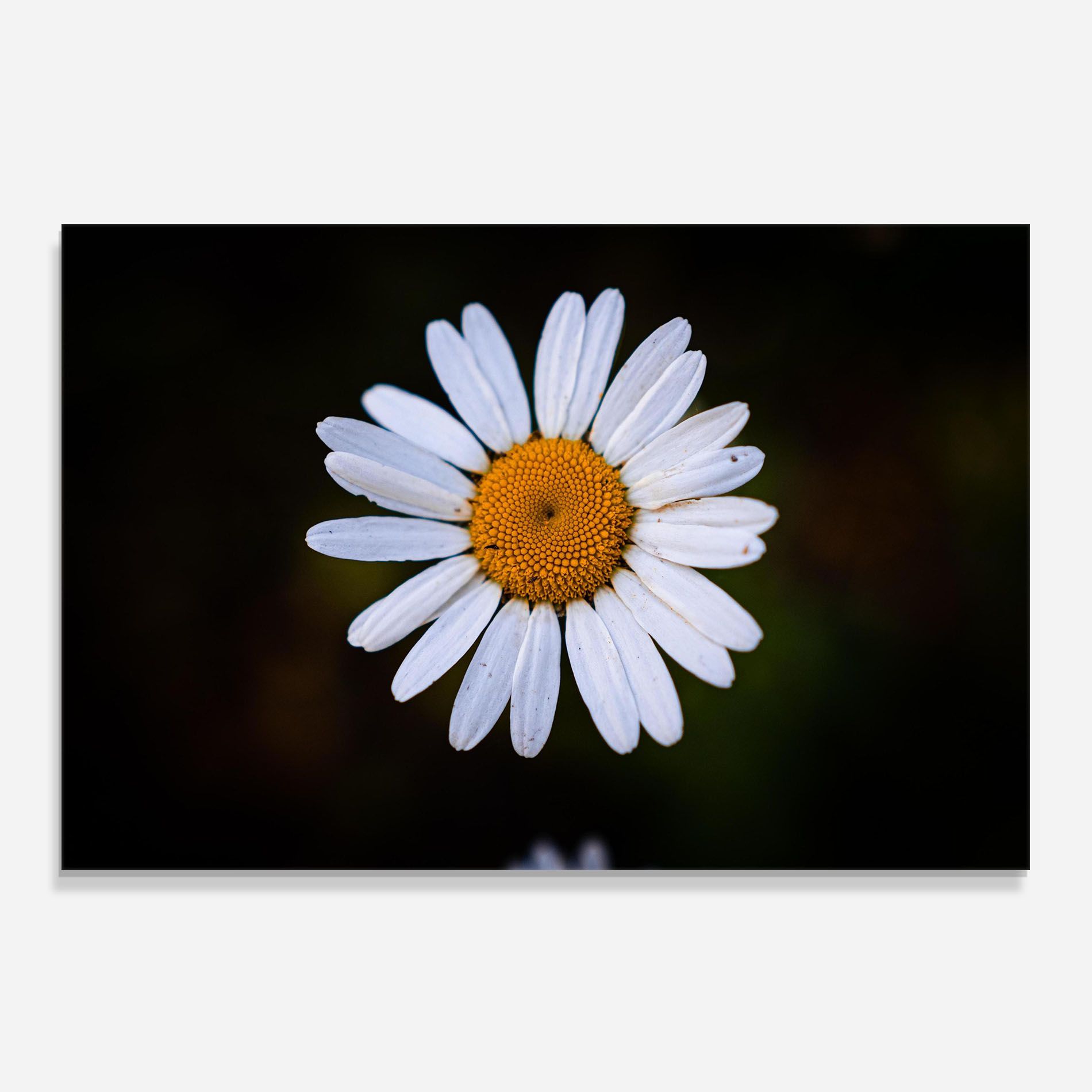 Big Yellow Center Daisy mockup 0
