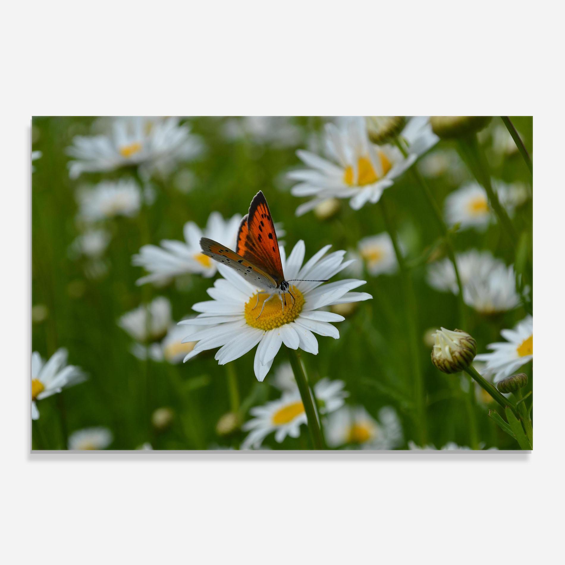 Konyhai üveg hátfal Butterfly On Daisy mockup 0