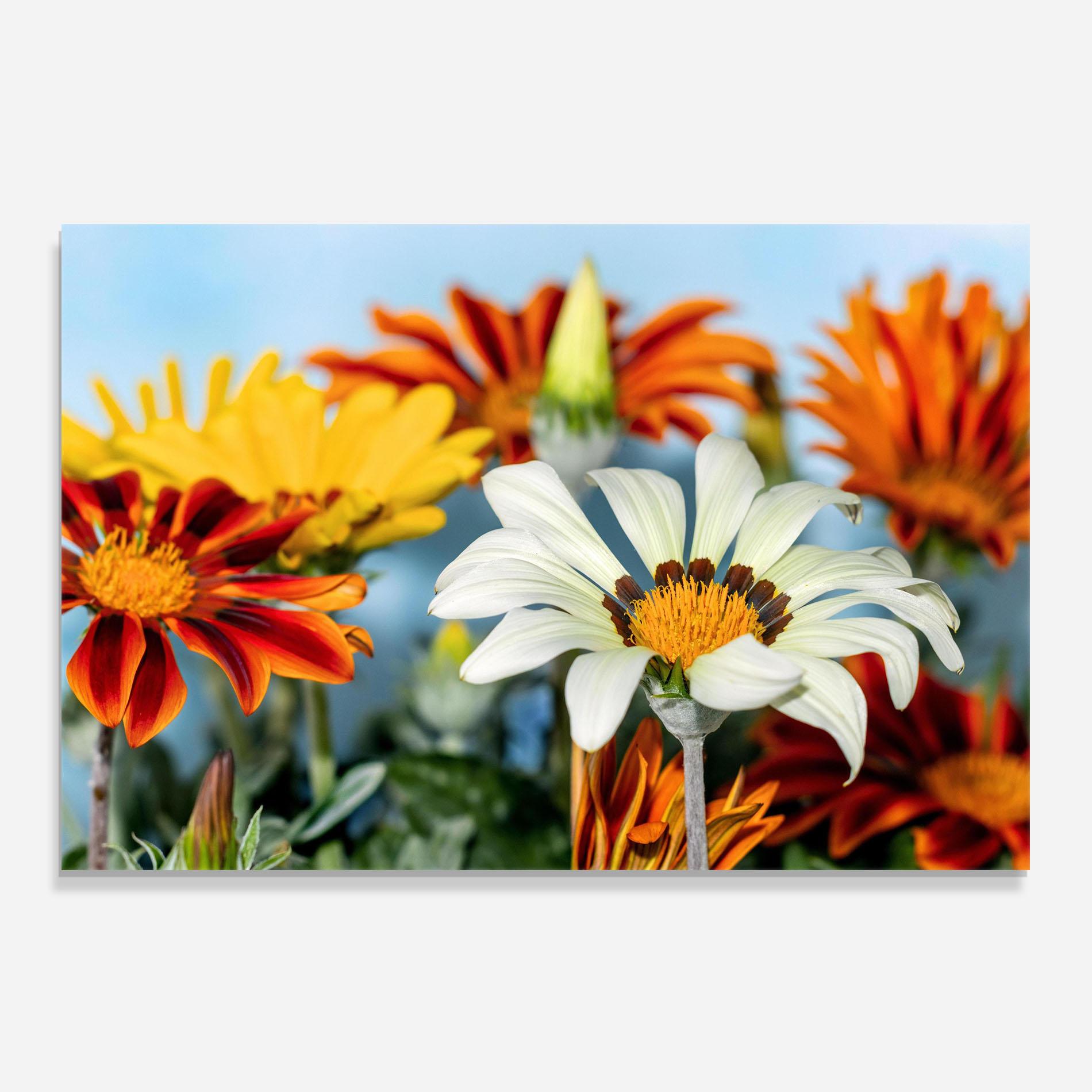 Konyhai üveg hátfal Color Mix Daisy mockup 0