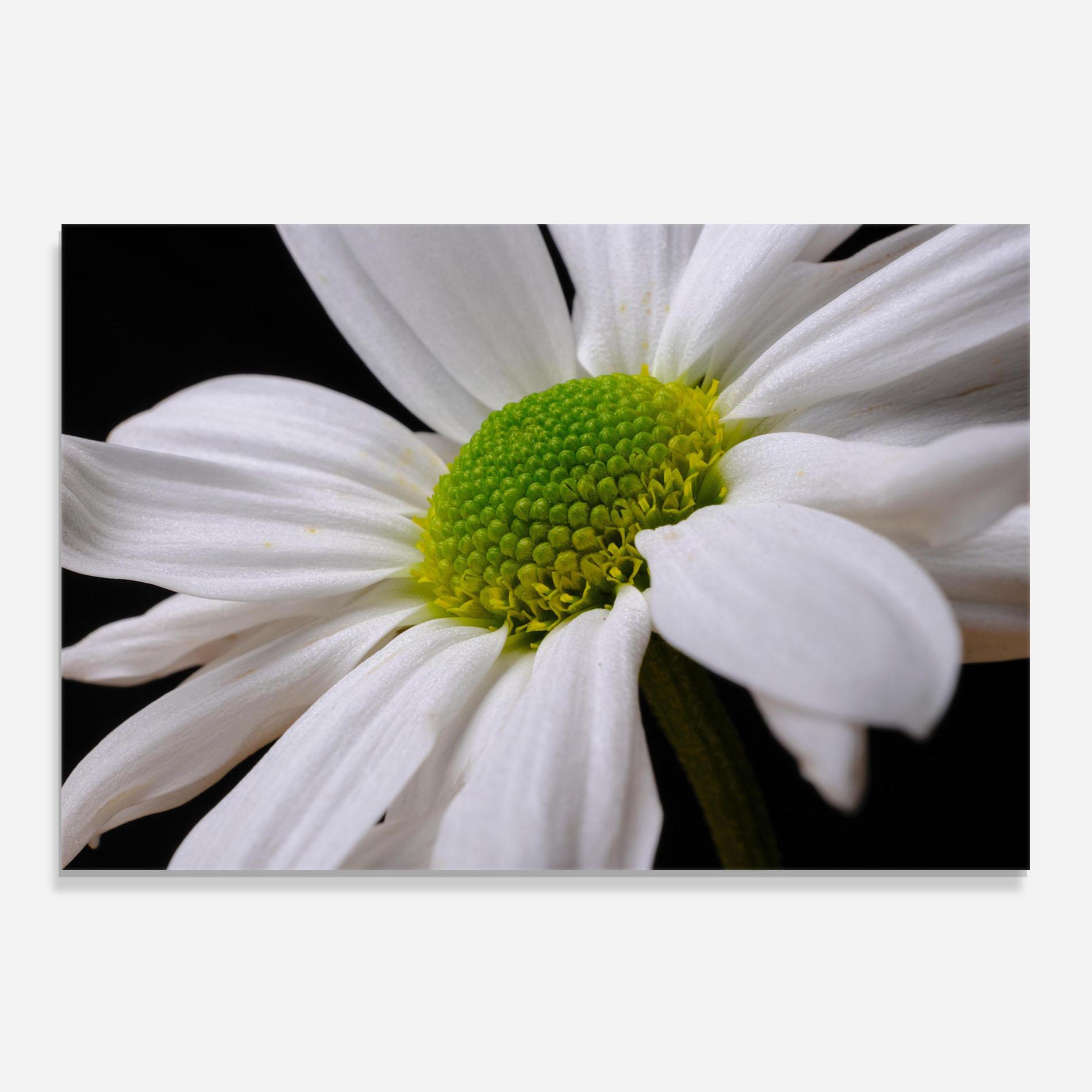 Konyhai üveg hátfal Green Middle Daisy mockup 0