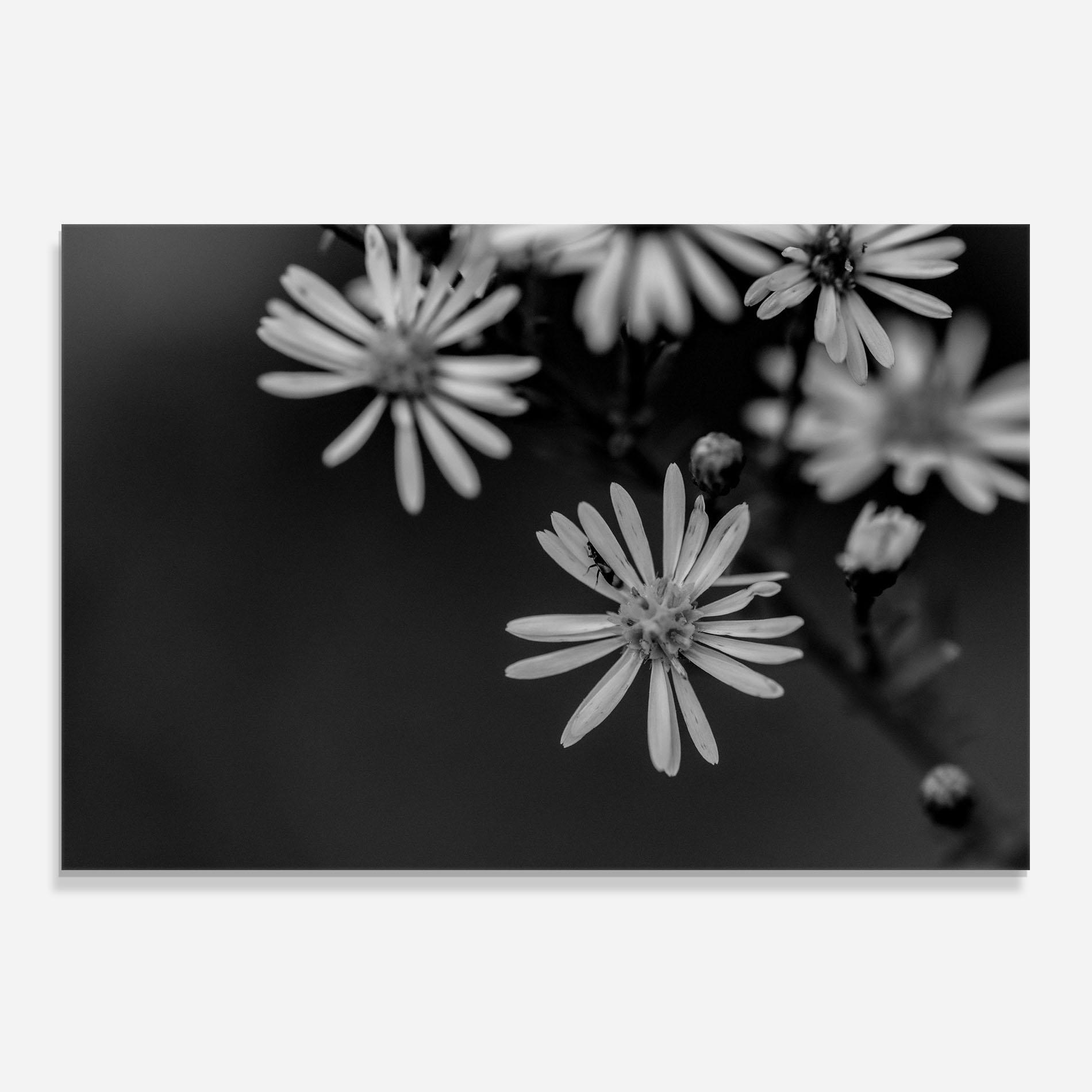 Konyhai üveg hátfal Grey Small Daisy mockup 0