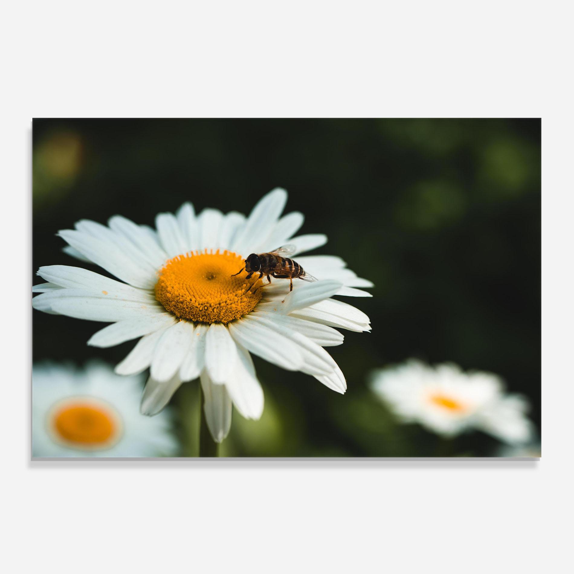 Konyhai üveg hátfal Pollen From Daisy mockup 0