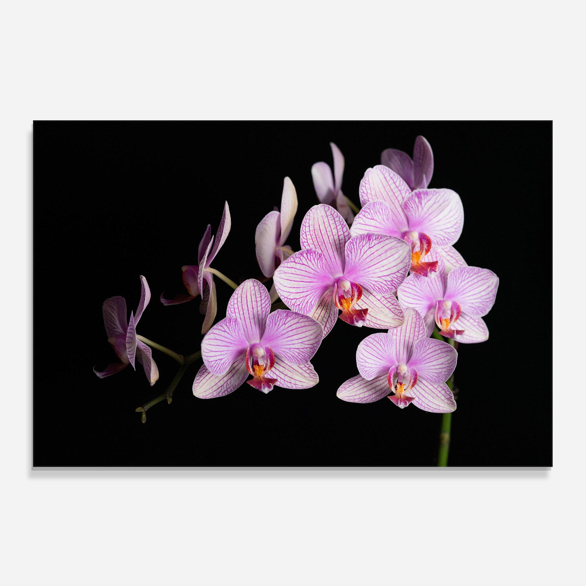 Konyhai üveg hátfal Beautiful Orchids On Black mockup 0