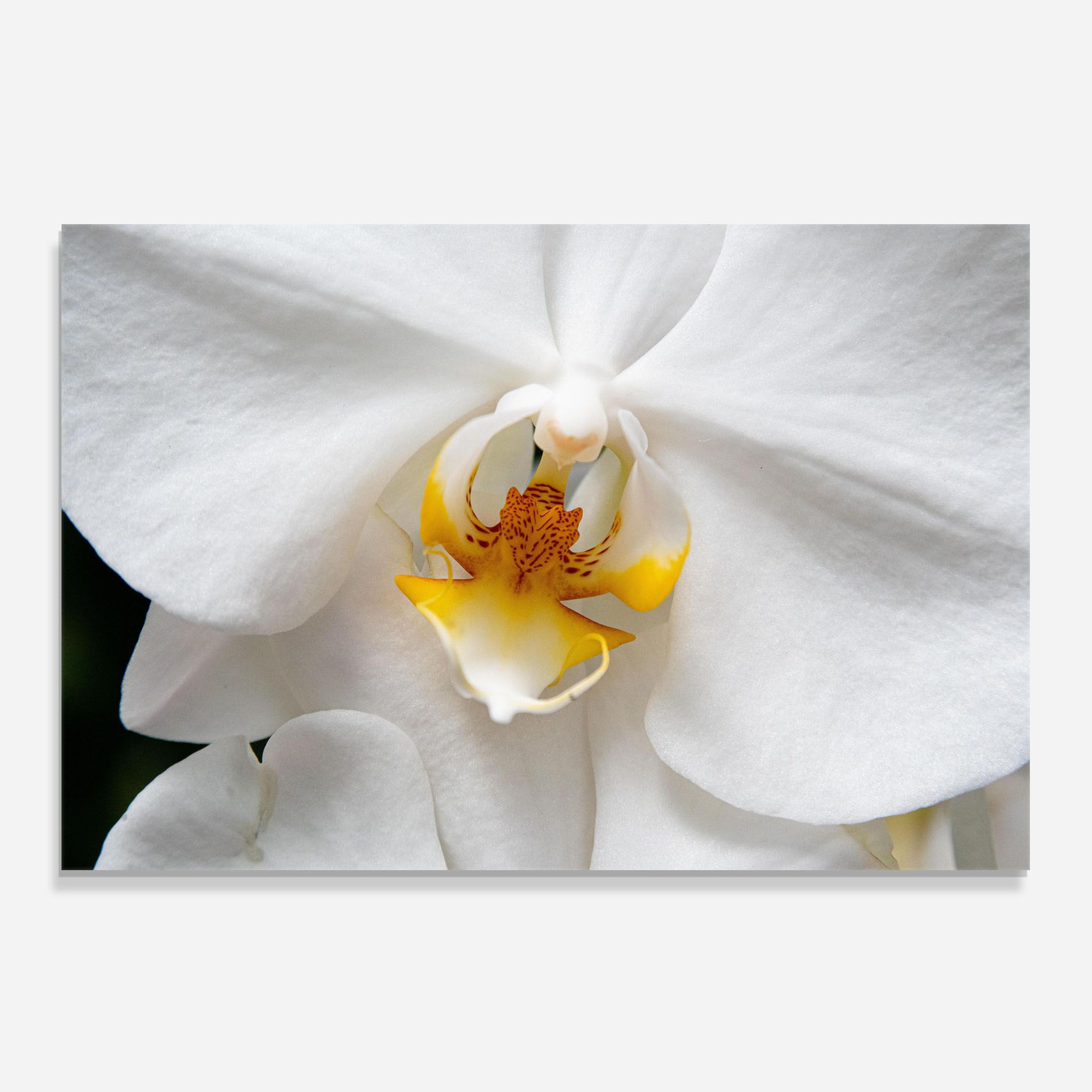 Big Orchid Close Up mockup 0