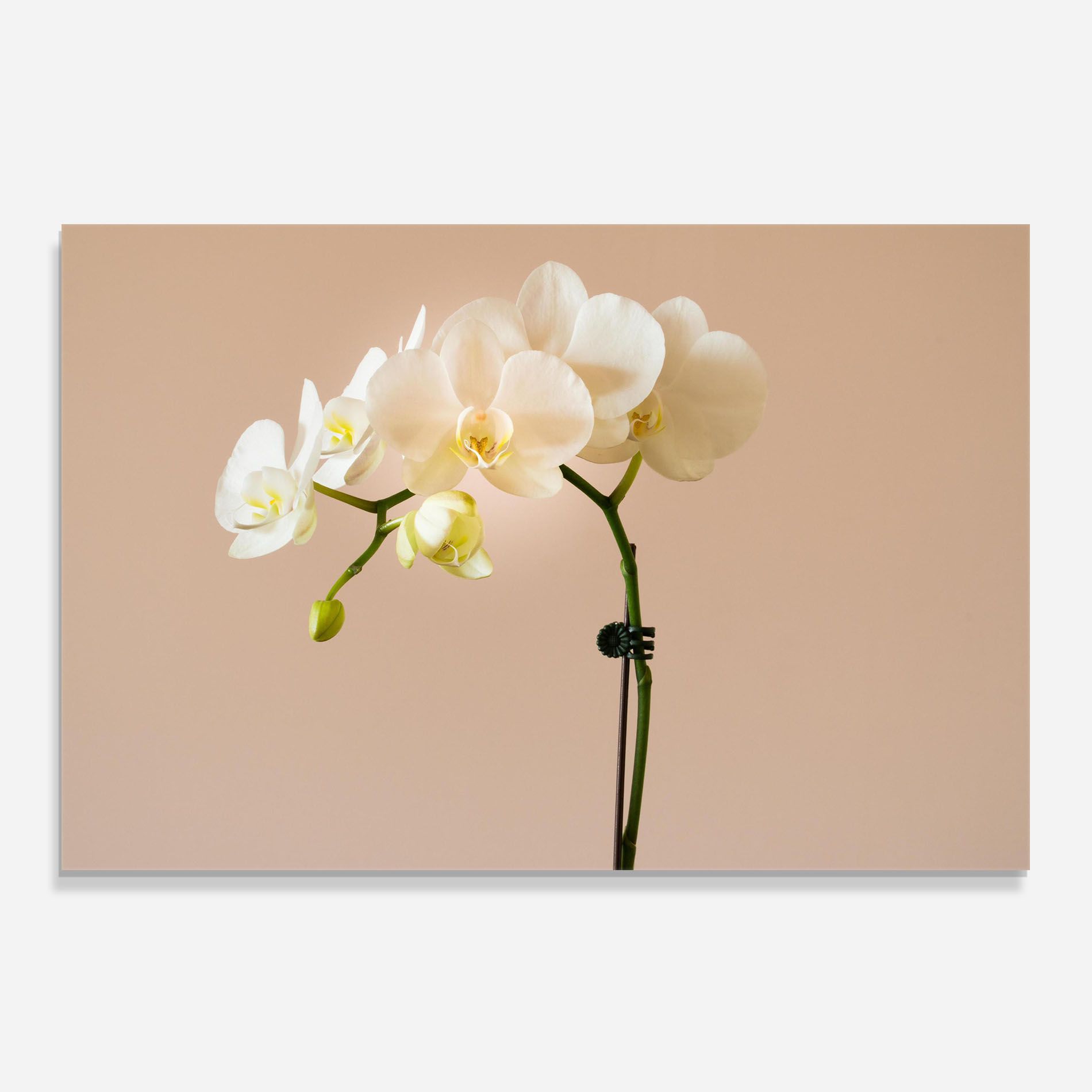 Cream Orchid On Pink mockup 0