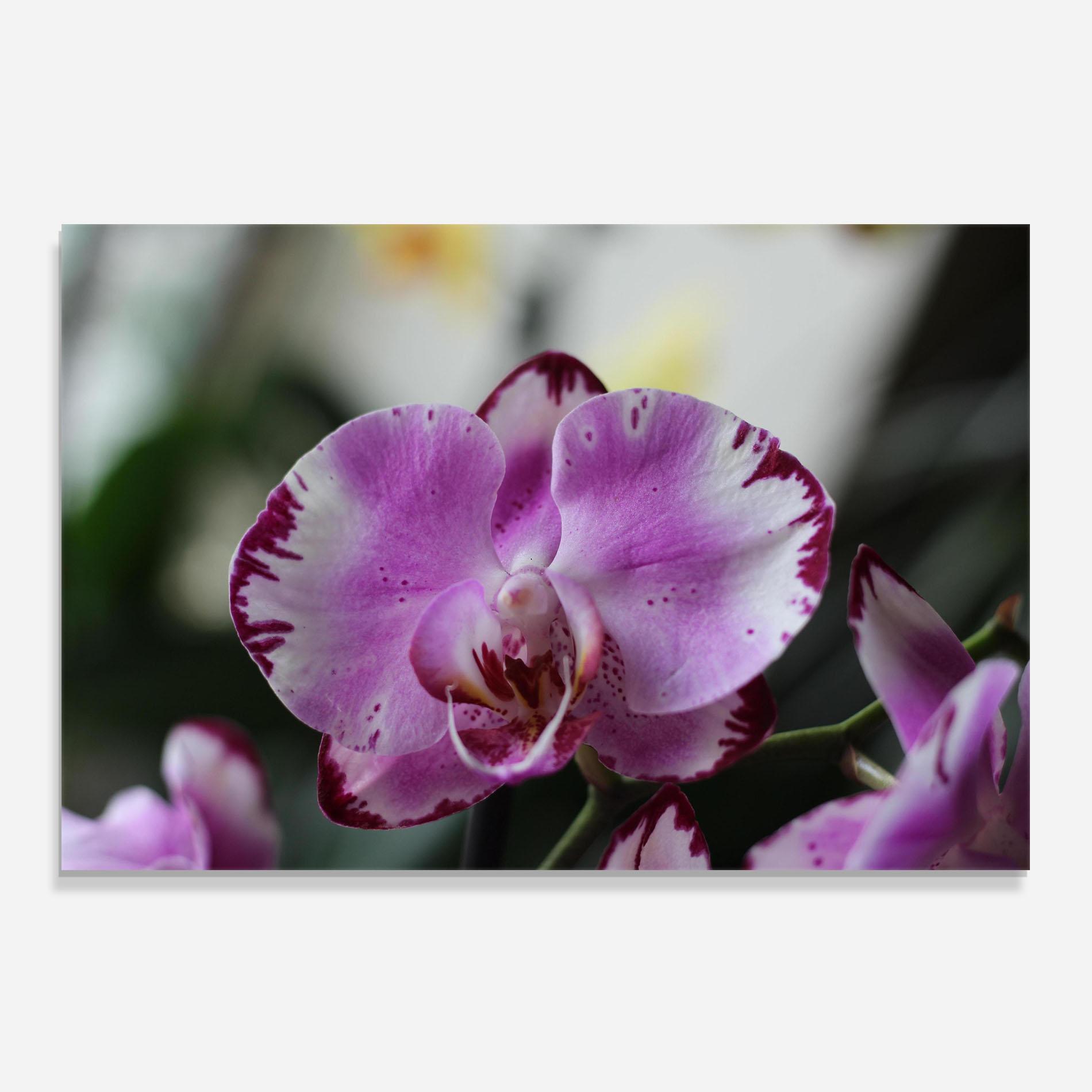 Konyhai üveg hátfal Dark Purple Orchids In Nature mockup 0