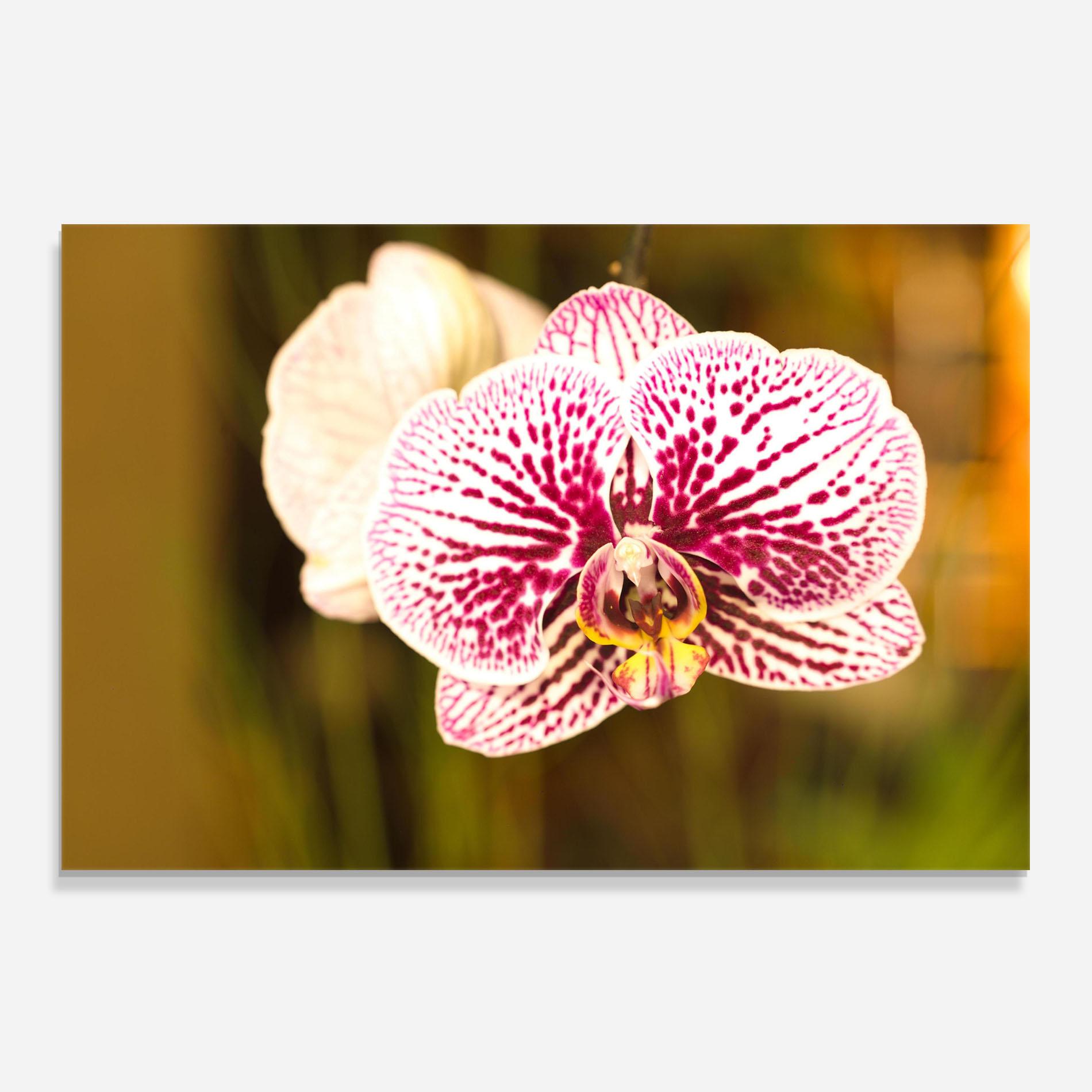 Konyhai üveg hátfal Garden Orchids mockup 0