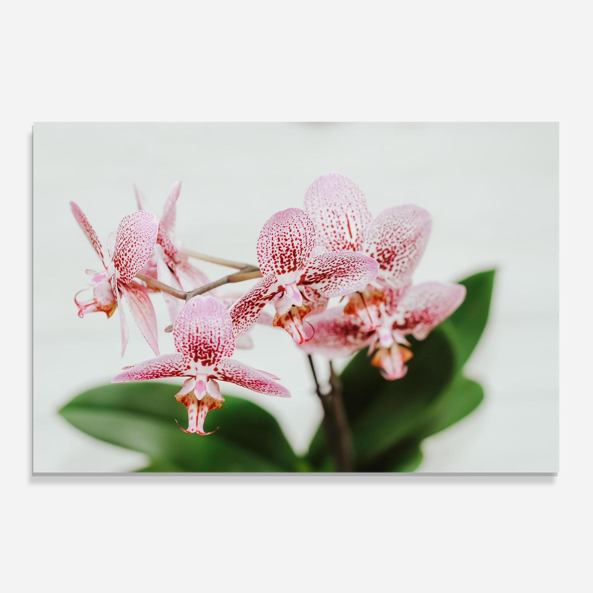 Konyhai üveg hátfal Green Orchids mockup 0