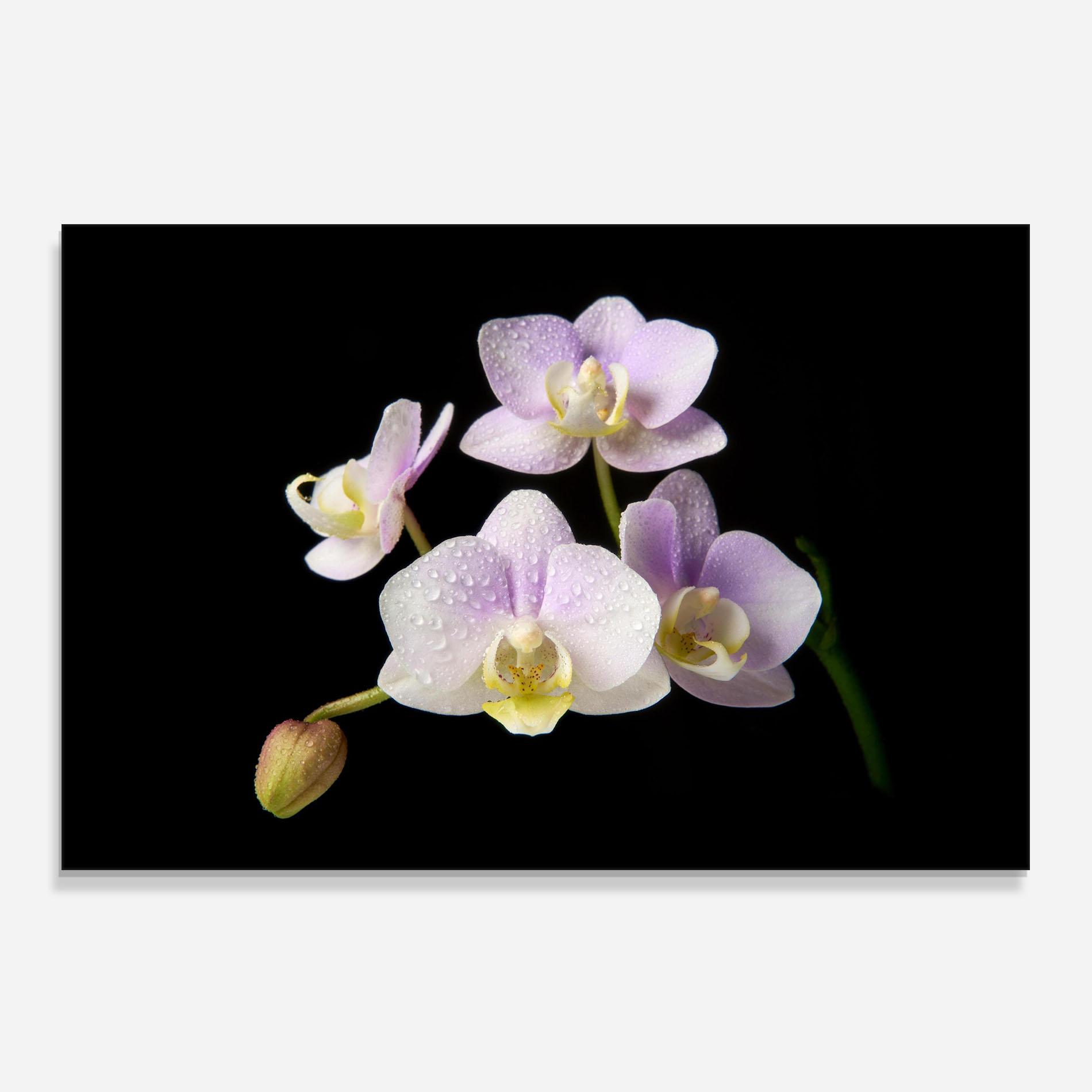 Konyhai üveg hátfal Light Purple Orchid On Black mockup 0