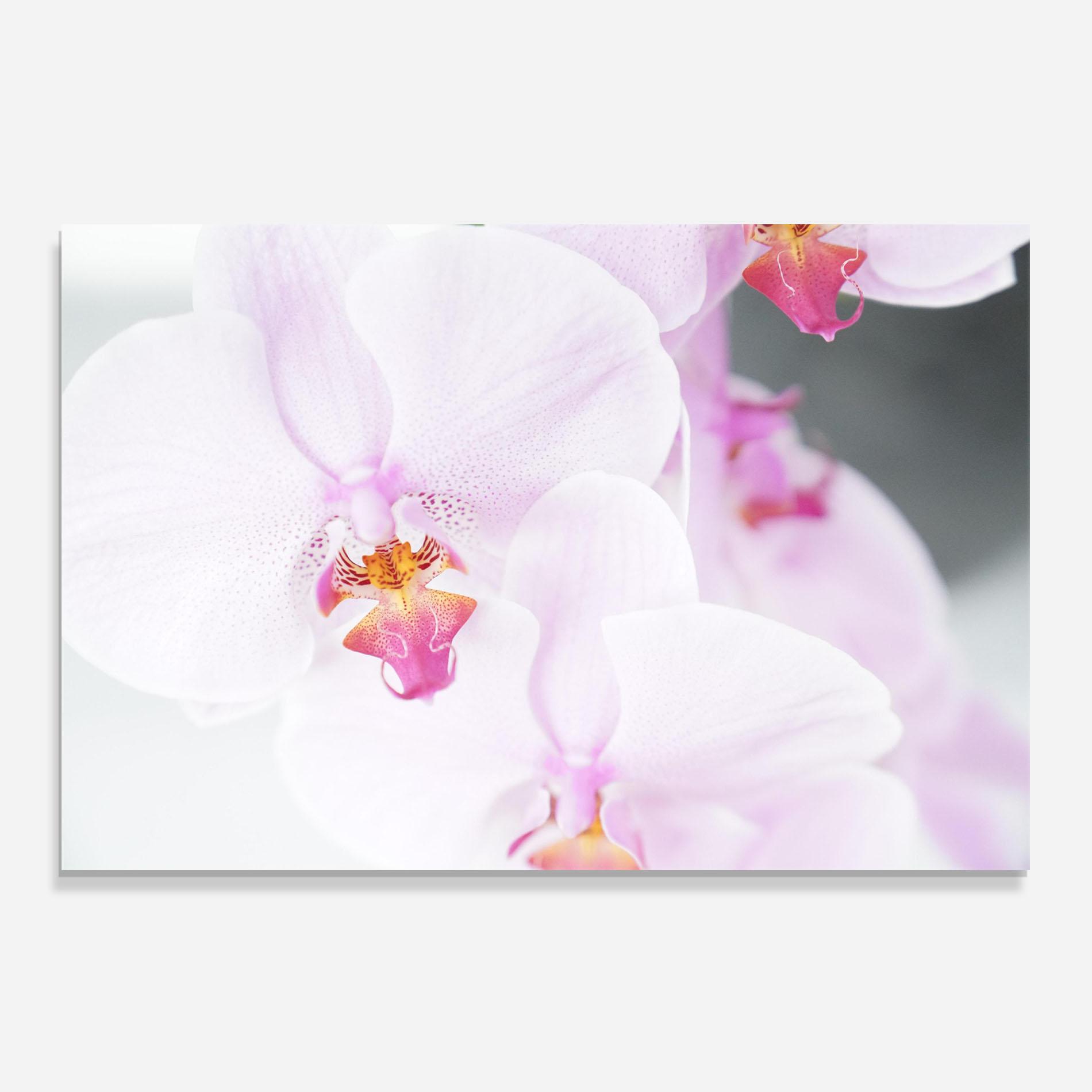Konyhai üveg hátfal Light Purple Orchid mockup 0
