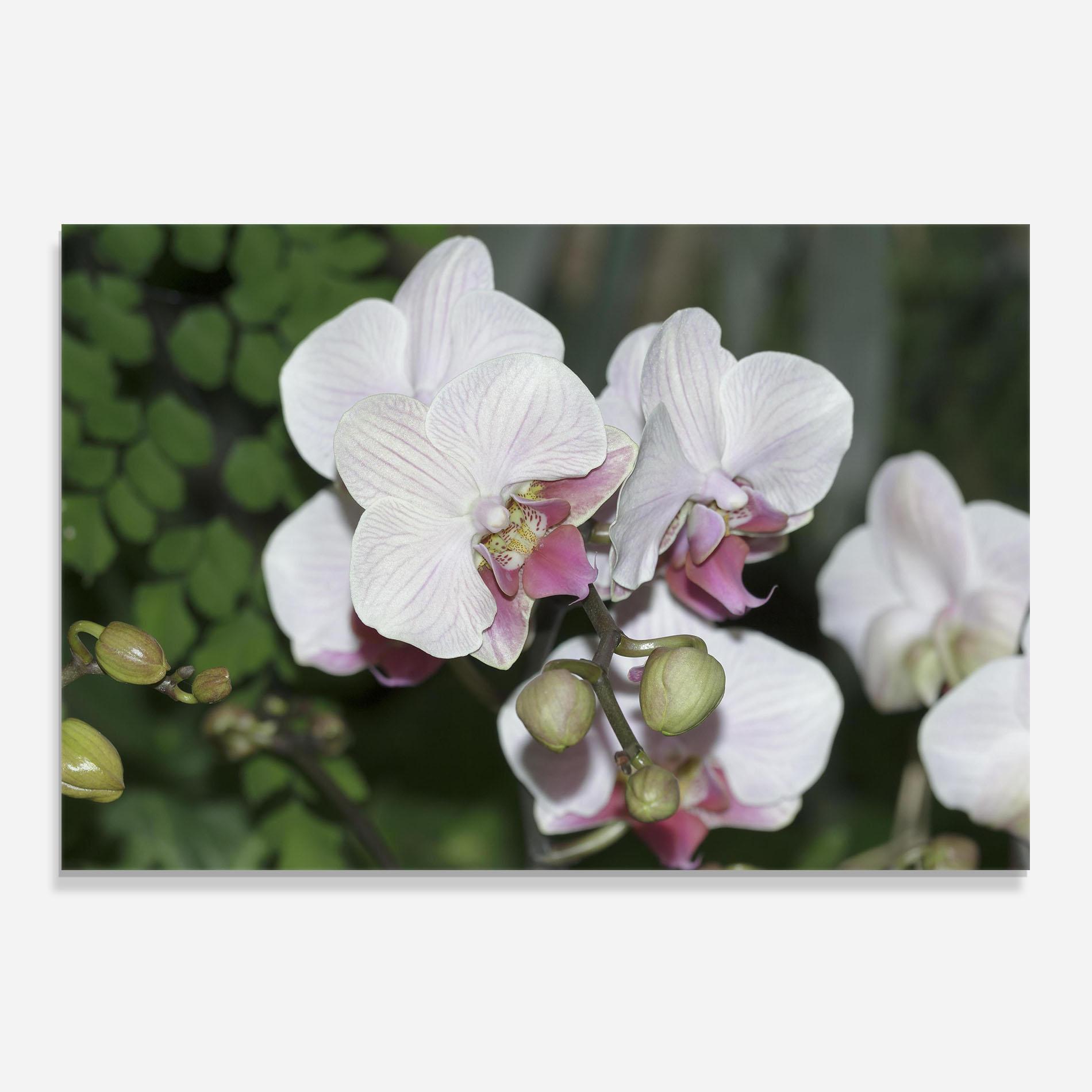 Konyhai üveg hátfal Orchid Botanical Garden mockup 0