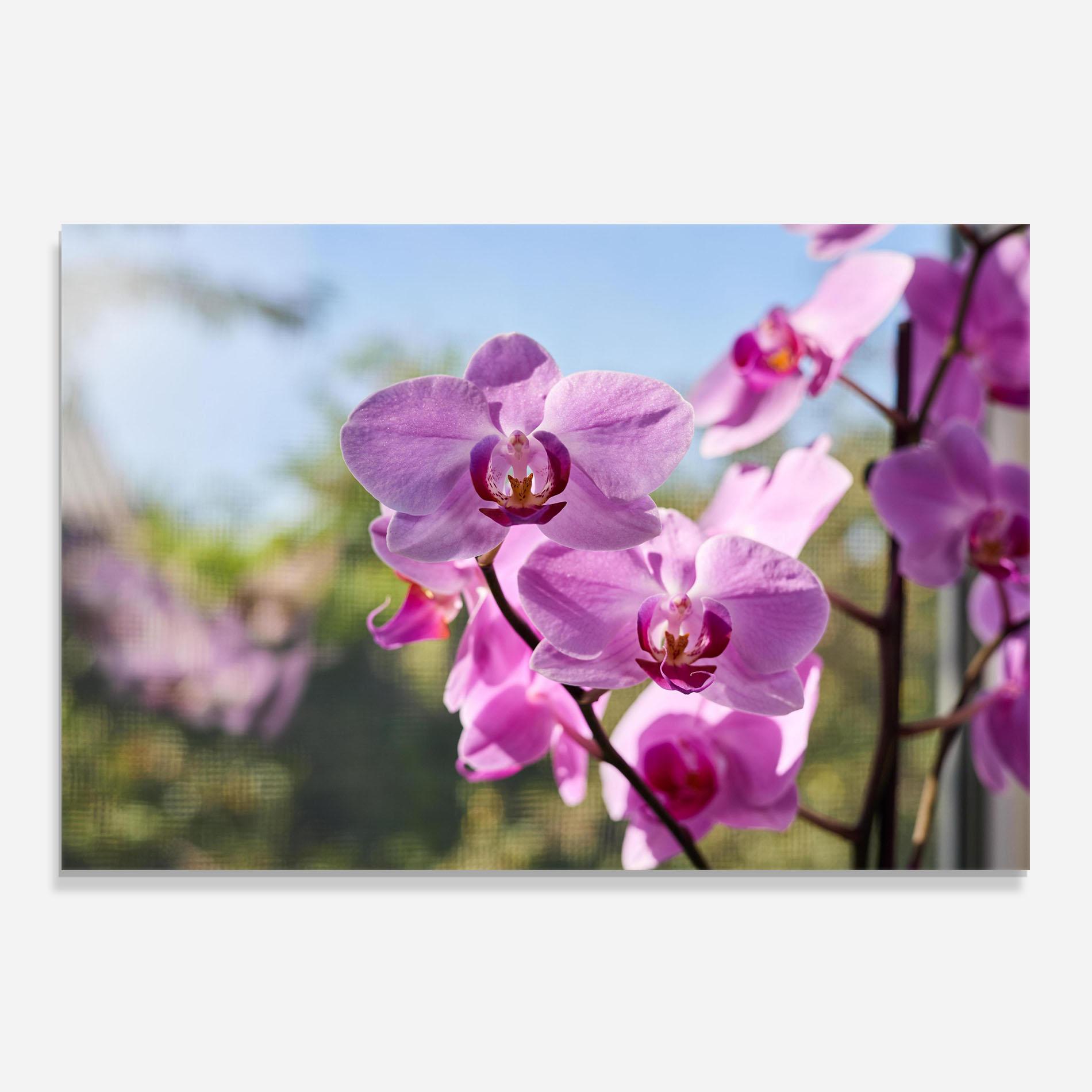 Konyhai üveg hátfal Orchids In The Garden mockup 0