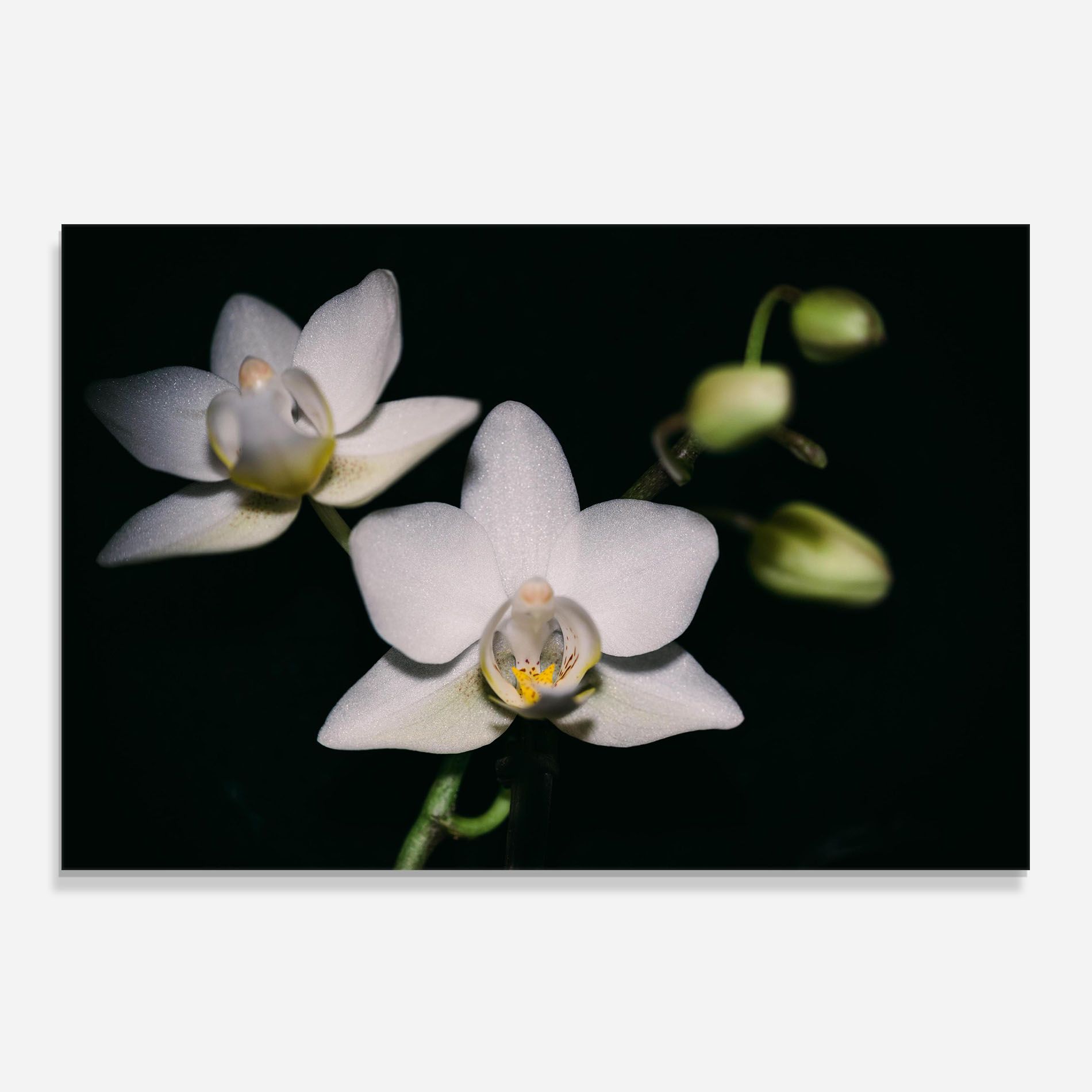 Orchids On Black mockup 0