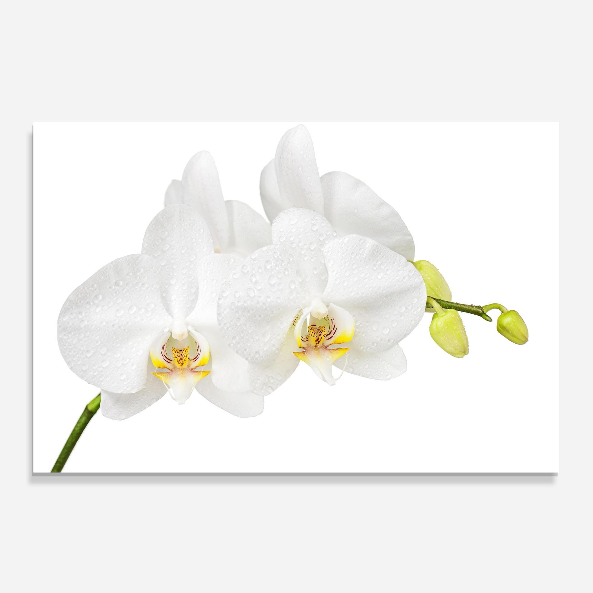 Konyhai üveg hátfal Orchids On White mockup 0