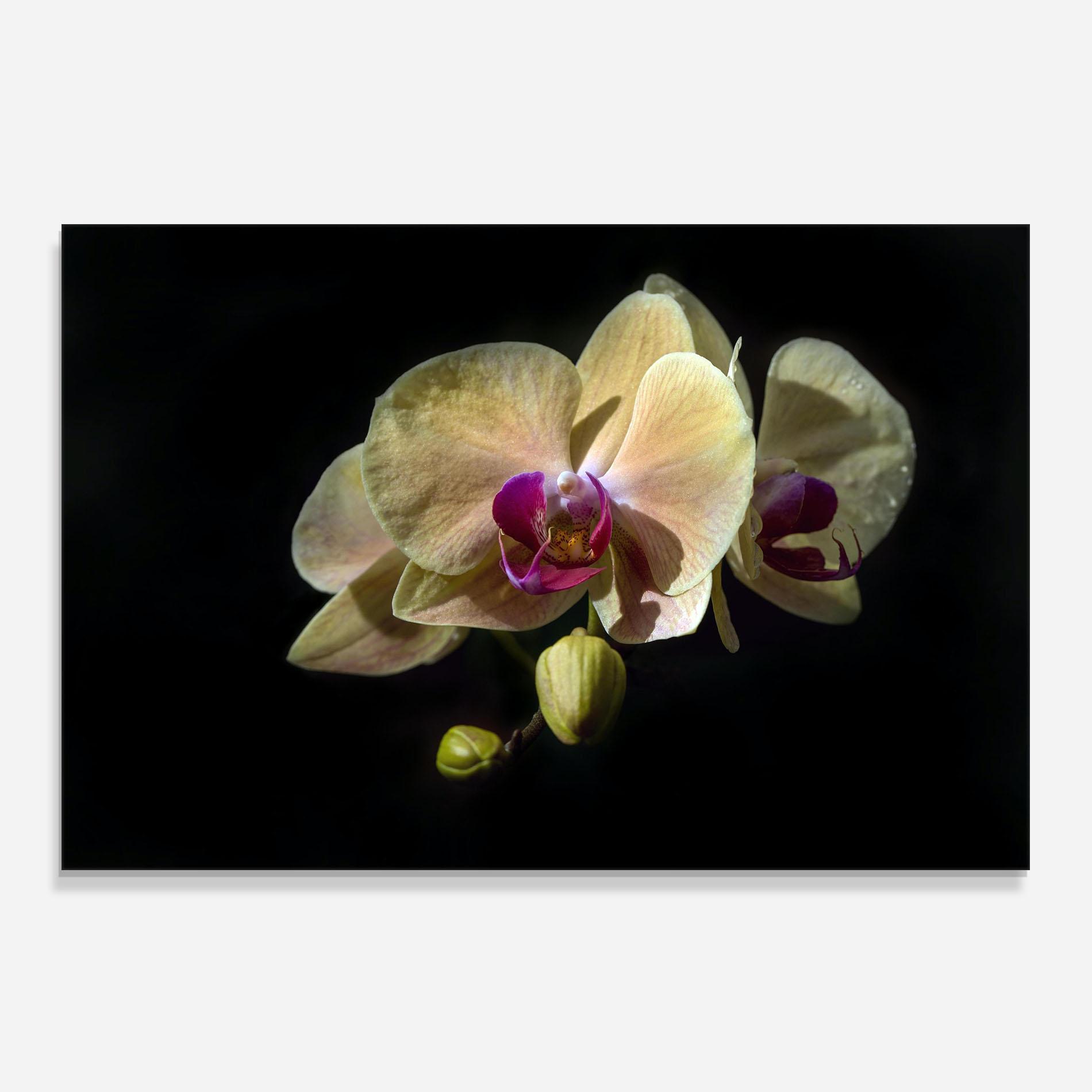 Konyhai üveg hátfal Pastel Yellow Orchids mockup 0