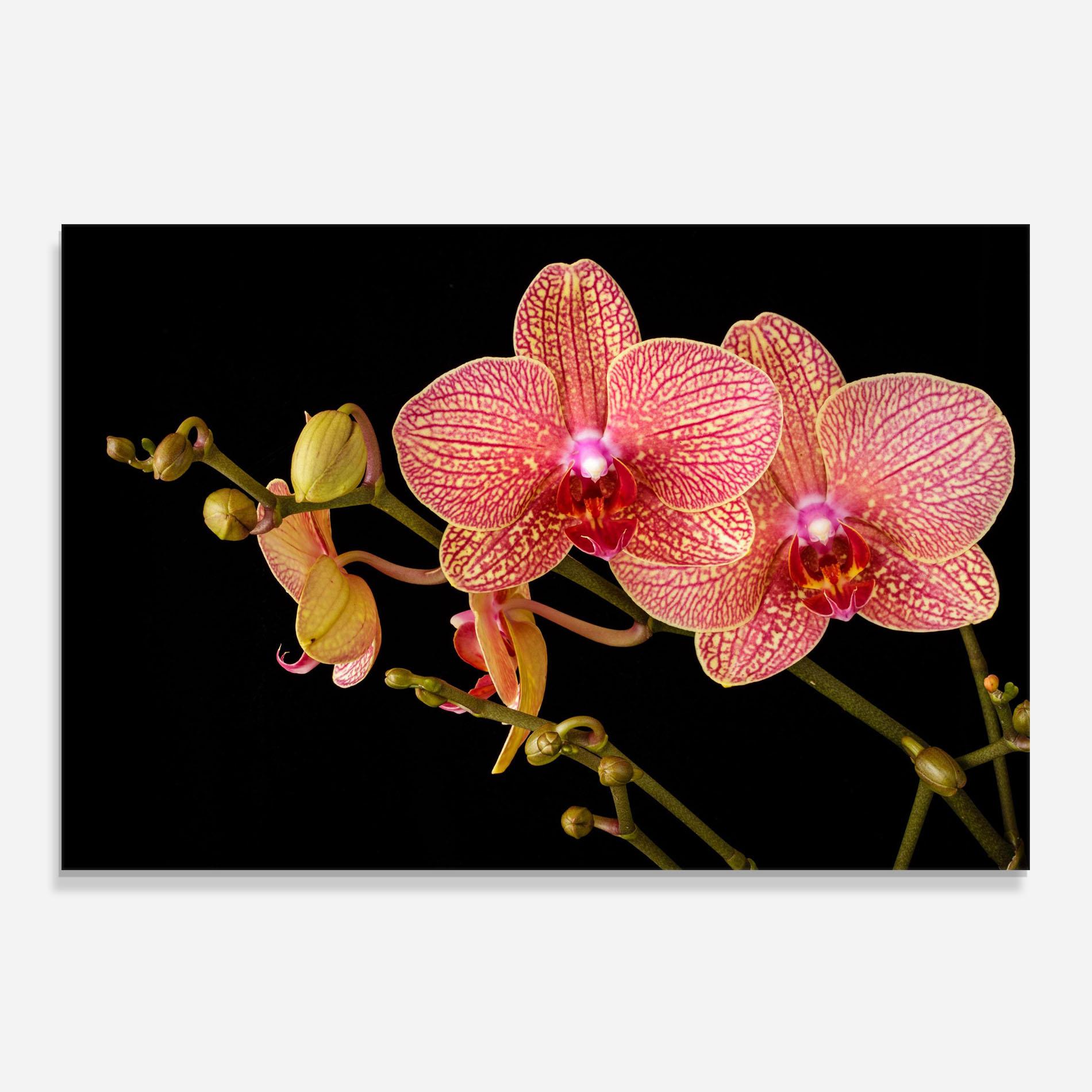 Konyhai üveg hátfal Pink Orchids On Black mockup 0
