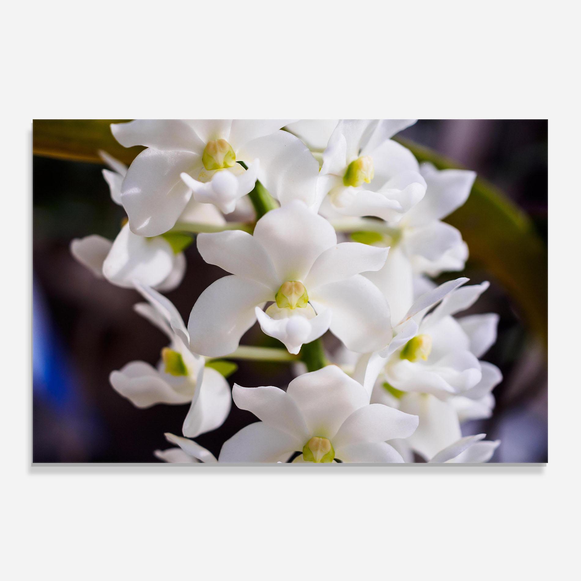 Konyhai üveg hátfal Small White Orchids mockup 0