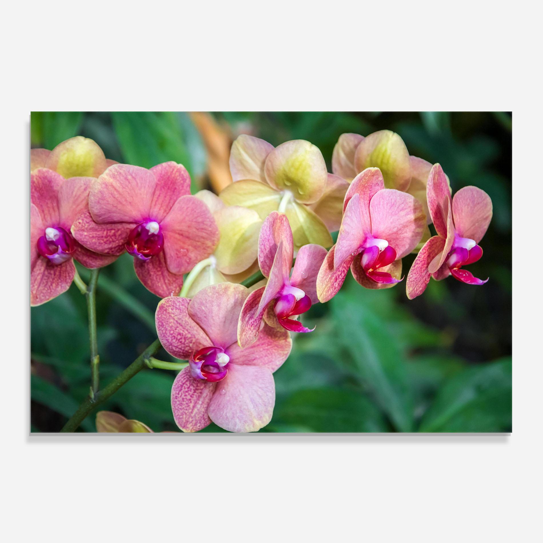 Konyhai üveg hátfal Yellow Oink Orchid mockup 0