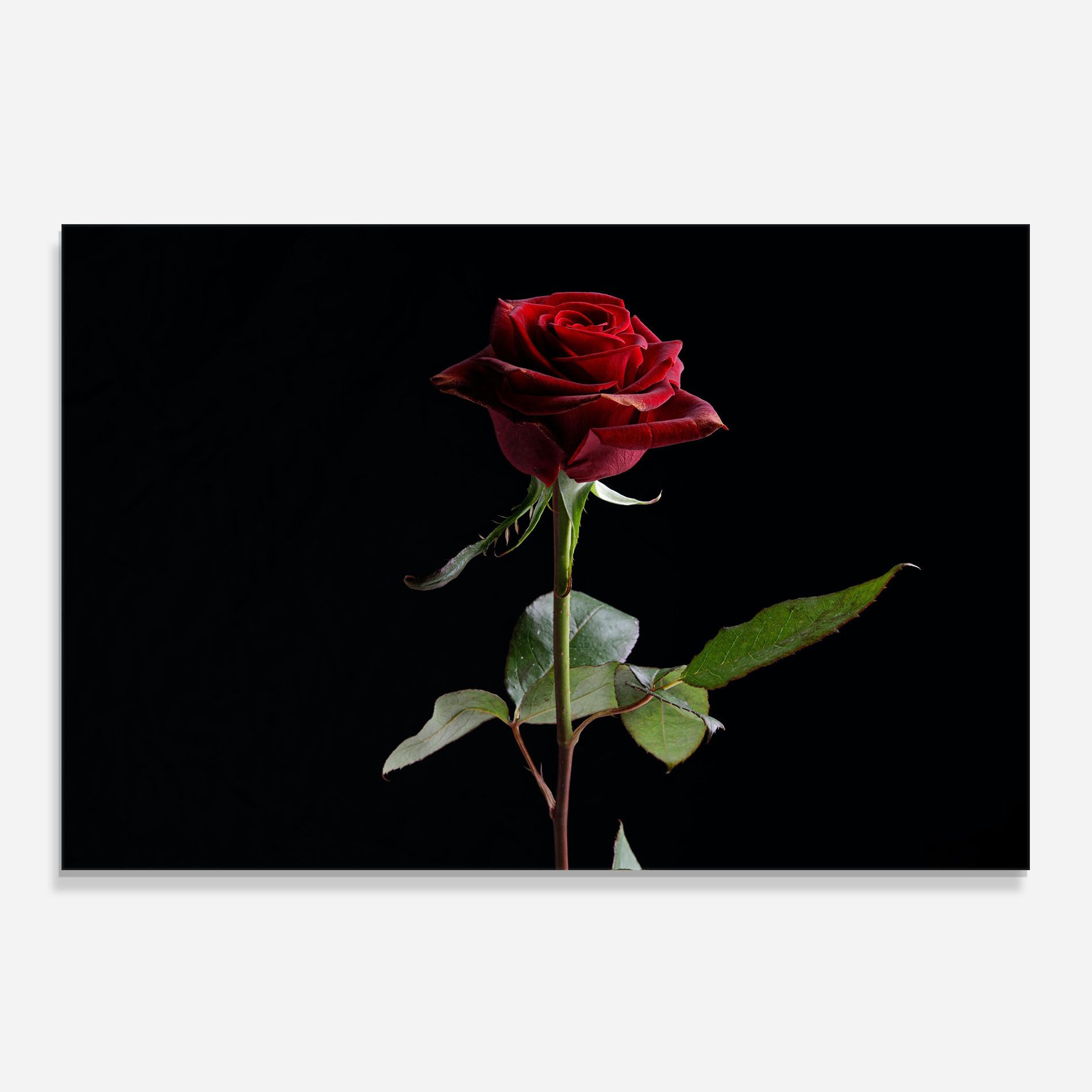 Beautiful Red Rose mockup 0