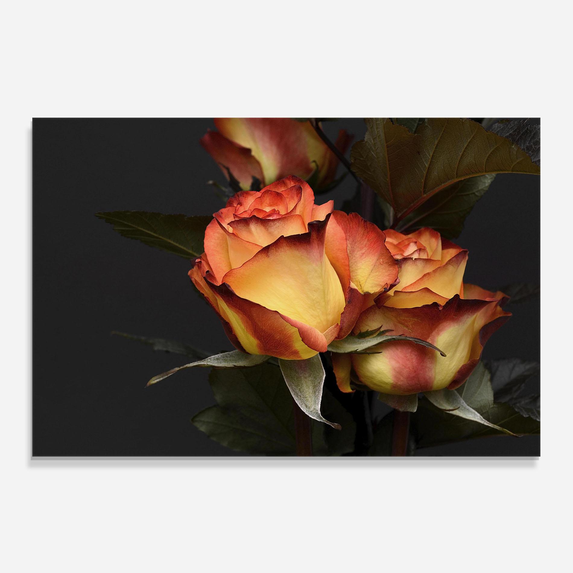 Konyhai üveg hátfal Orange Rose mockup 0