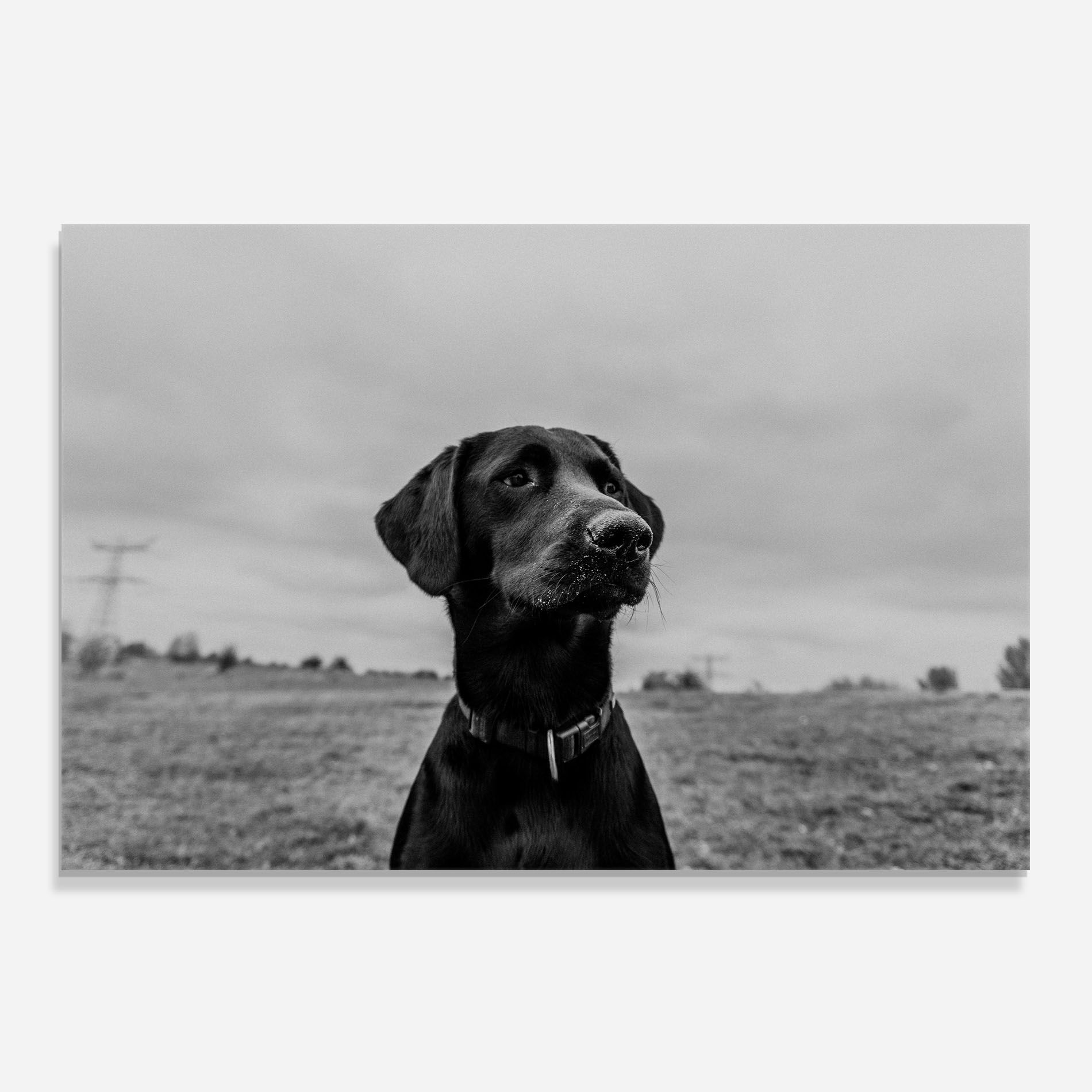 Black Dog mockup 0