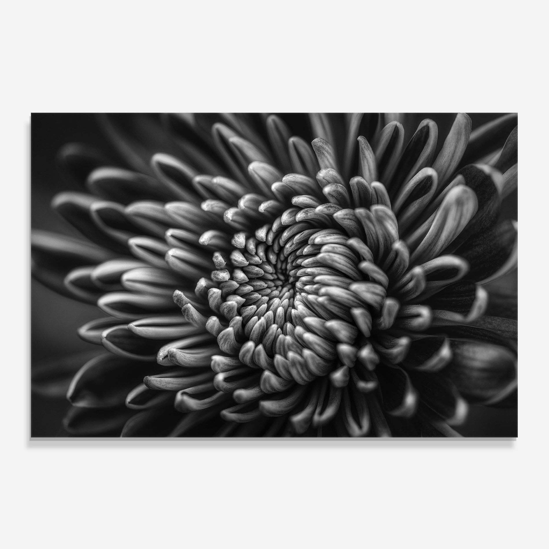 Grey Flower mockup 0