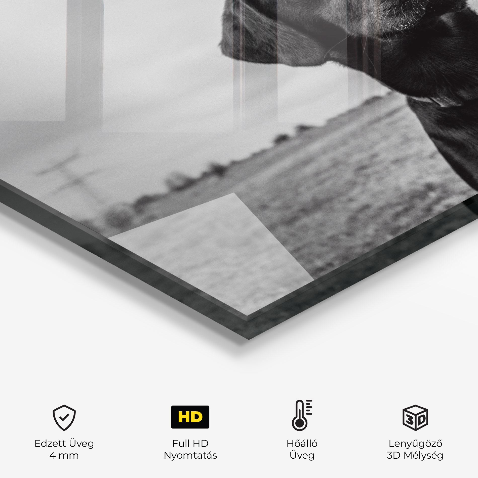 Konyhai üveg hátfal Black Dog mockup 2