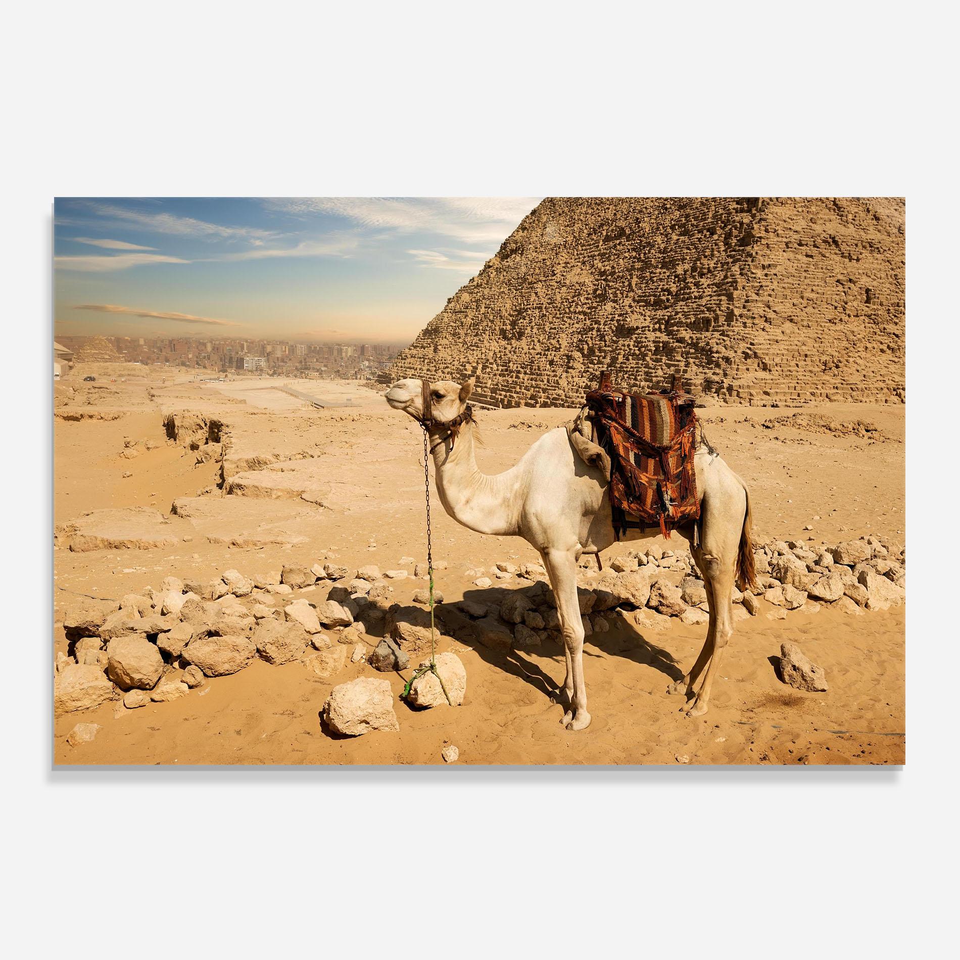 Konyhai üveg hátfal Camel Near Ruins mockup 0