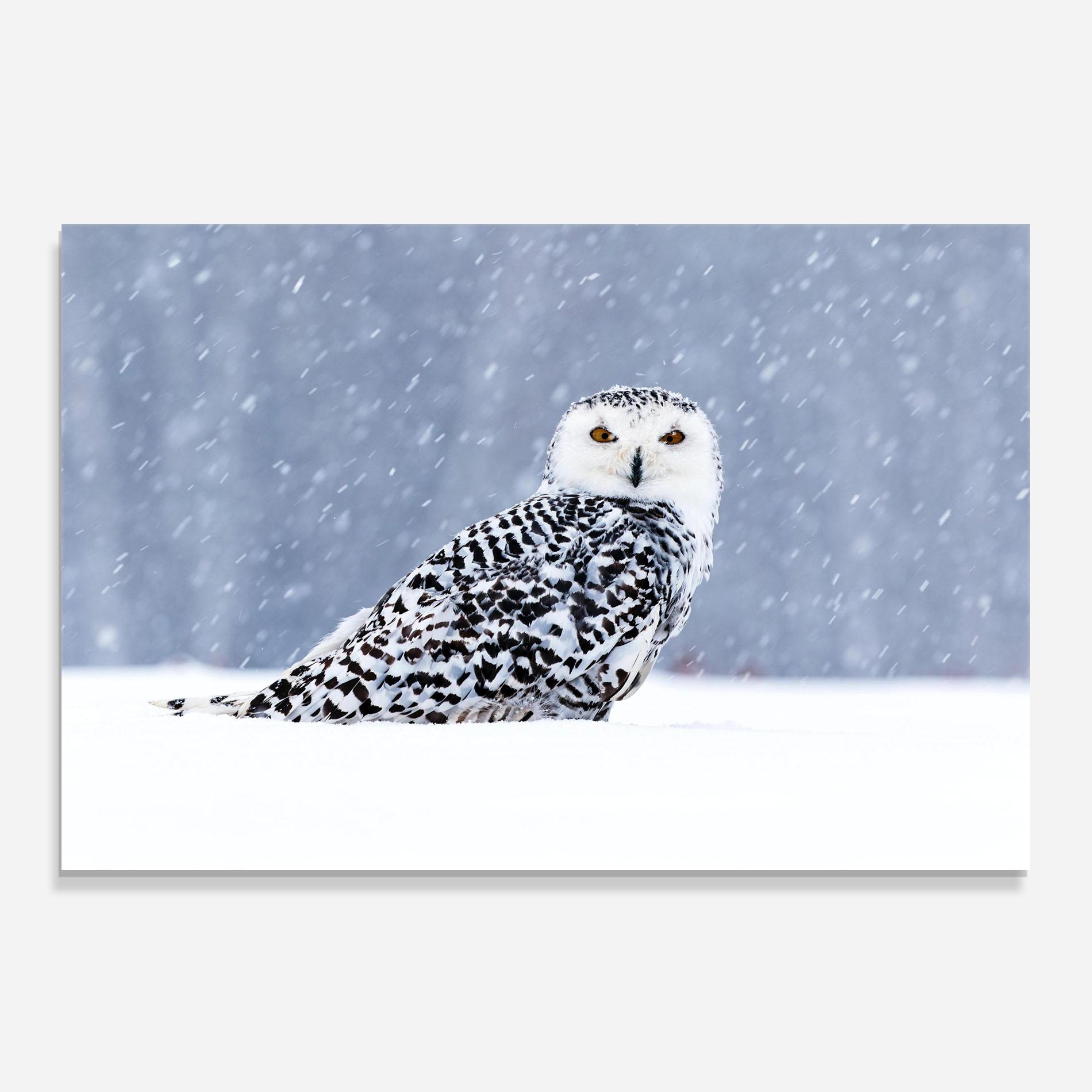 Konyhai üveg hátfal Snow Owl mockup 0