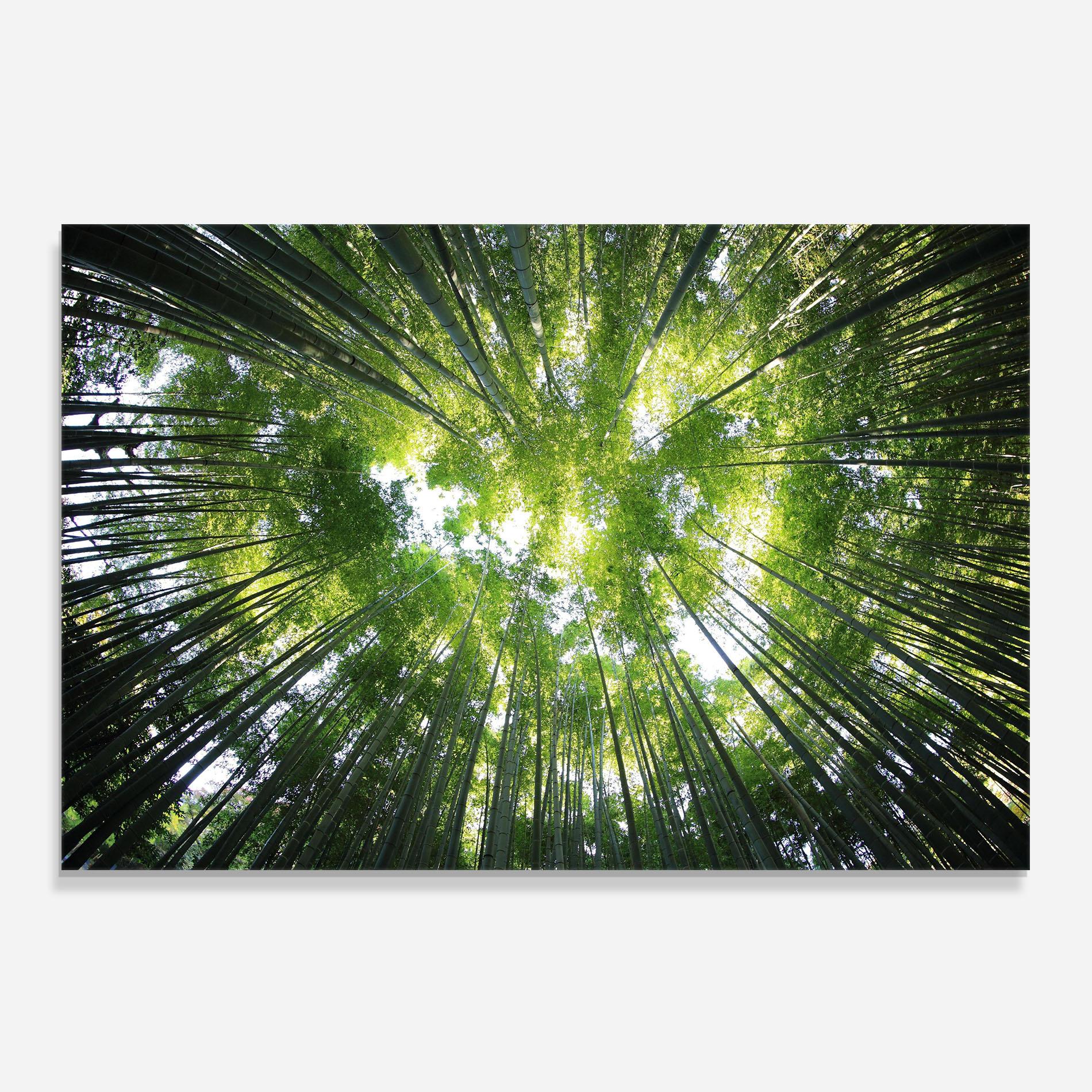 Konyhai üveg hátfal Big Trees Morning mockup 0