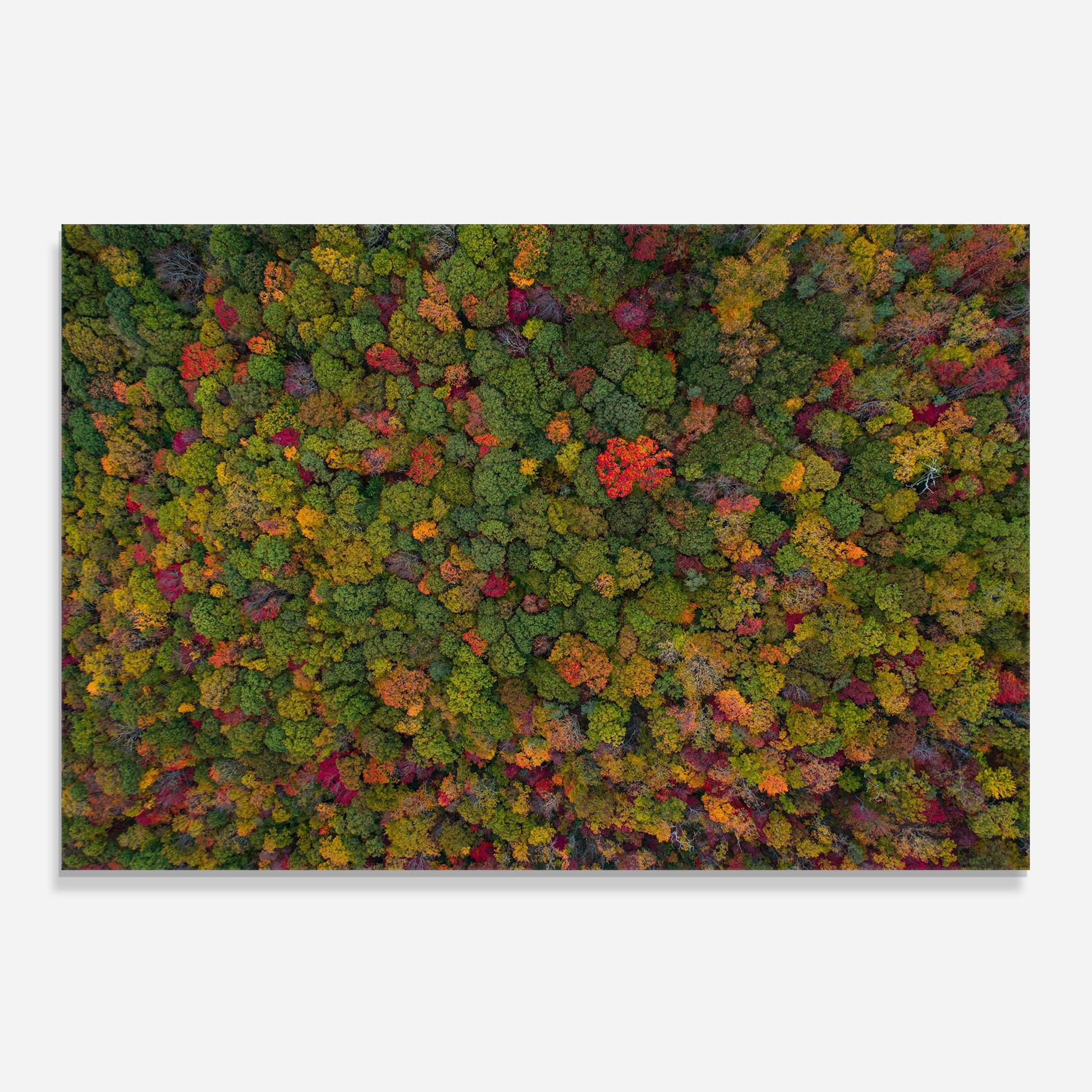 Konyhai üveg hátfal Color Mix Forest mockup 0