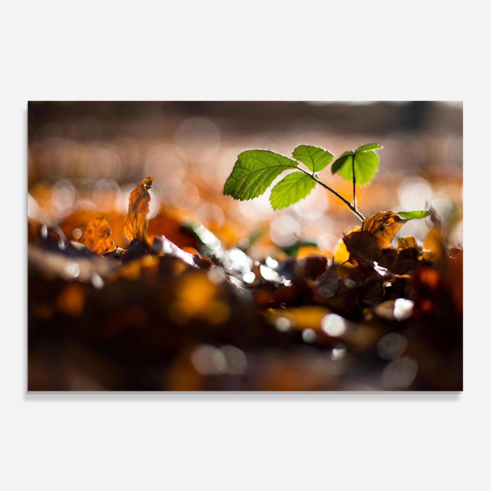 Konyhai üveg hátfal Green Leaf Autumn mockup 0