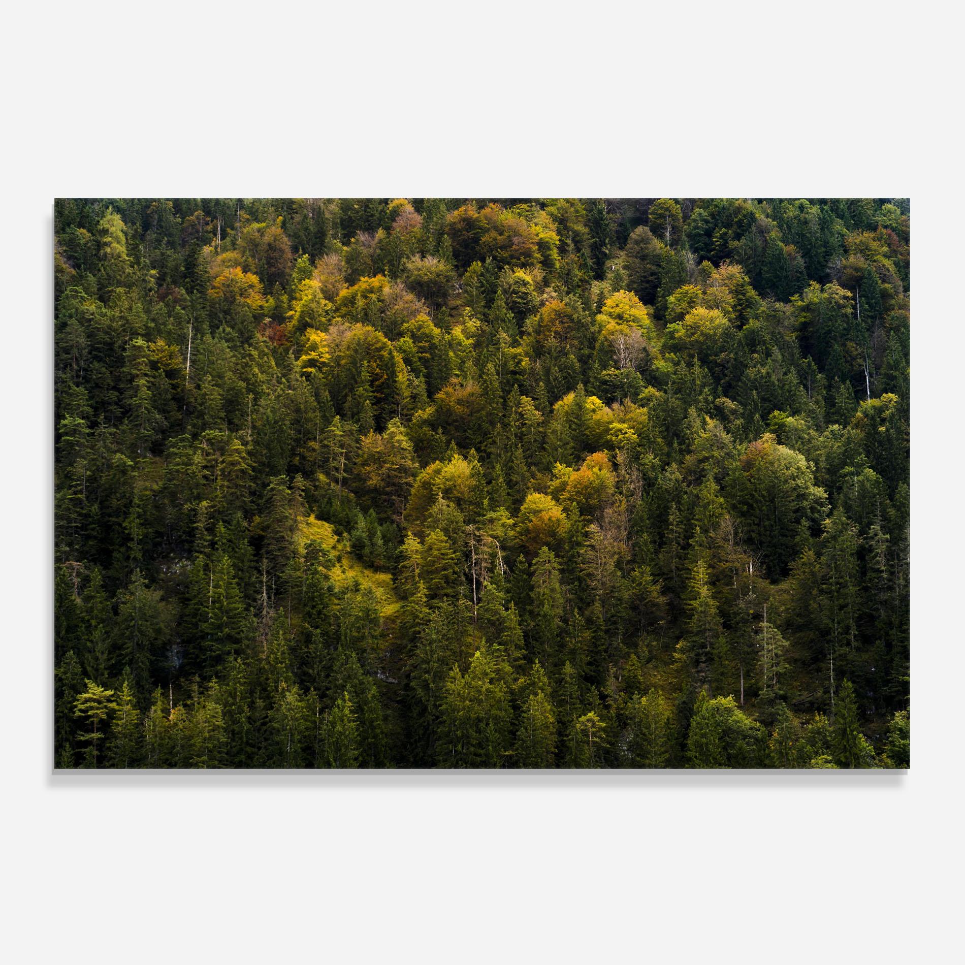 Konyhai üveg hátfal Green Shade Tree mockup 0