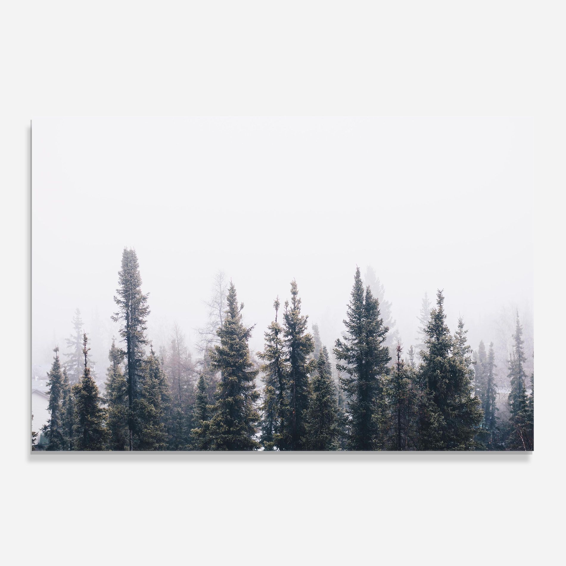 Grey Foggy Trees mockup 0