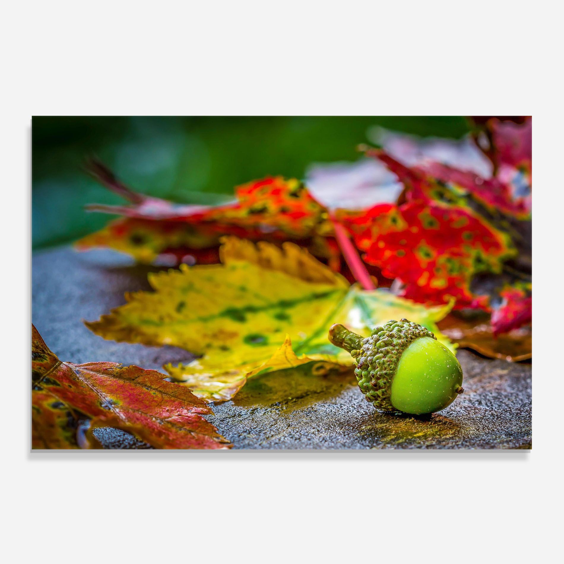 Leaf Color Forest mockup 0