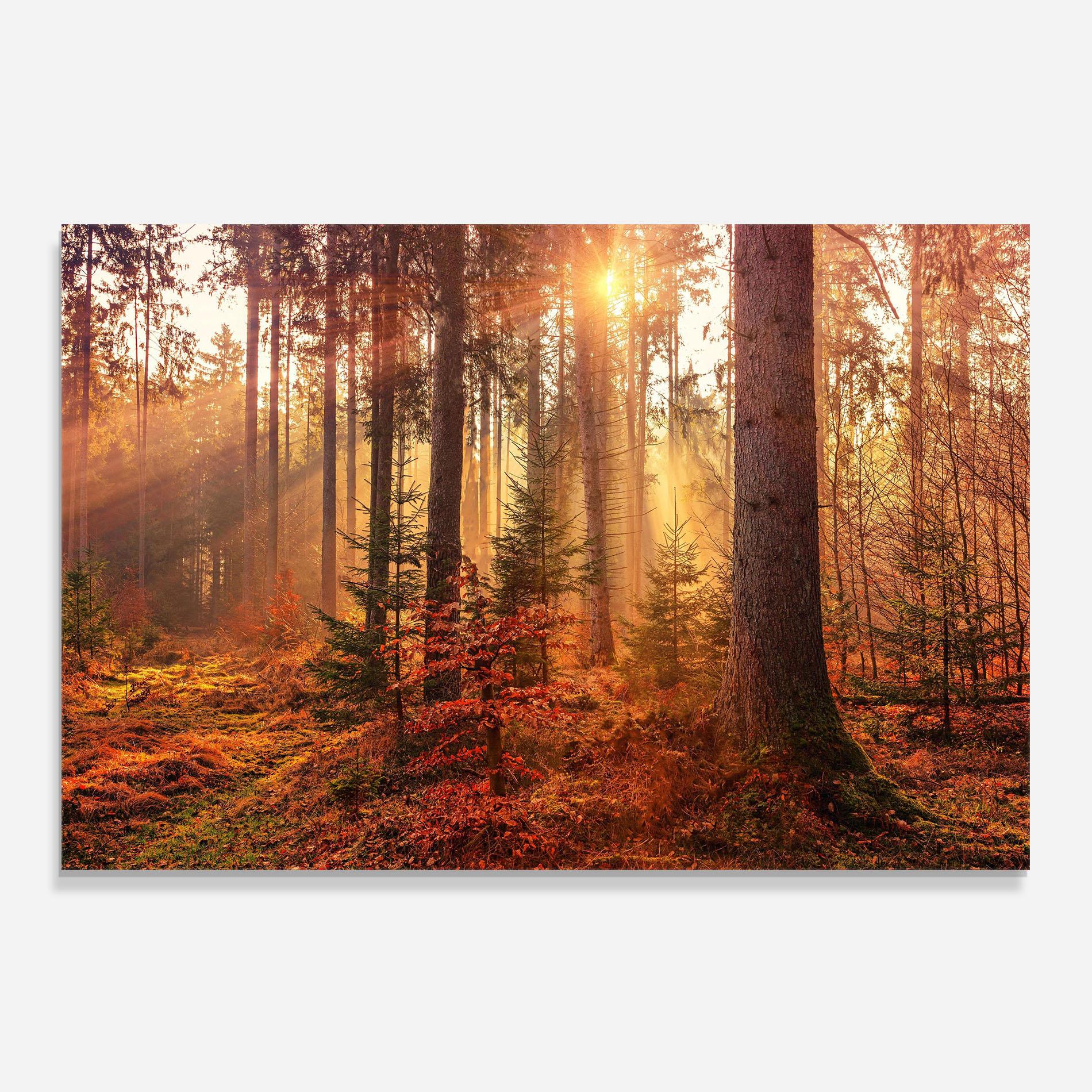 Konyhai üveg hátfal Orange Light Forest mockup 0