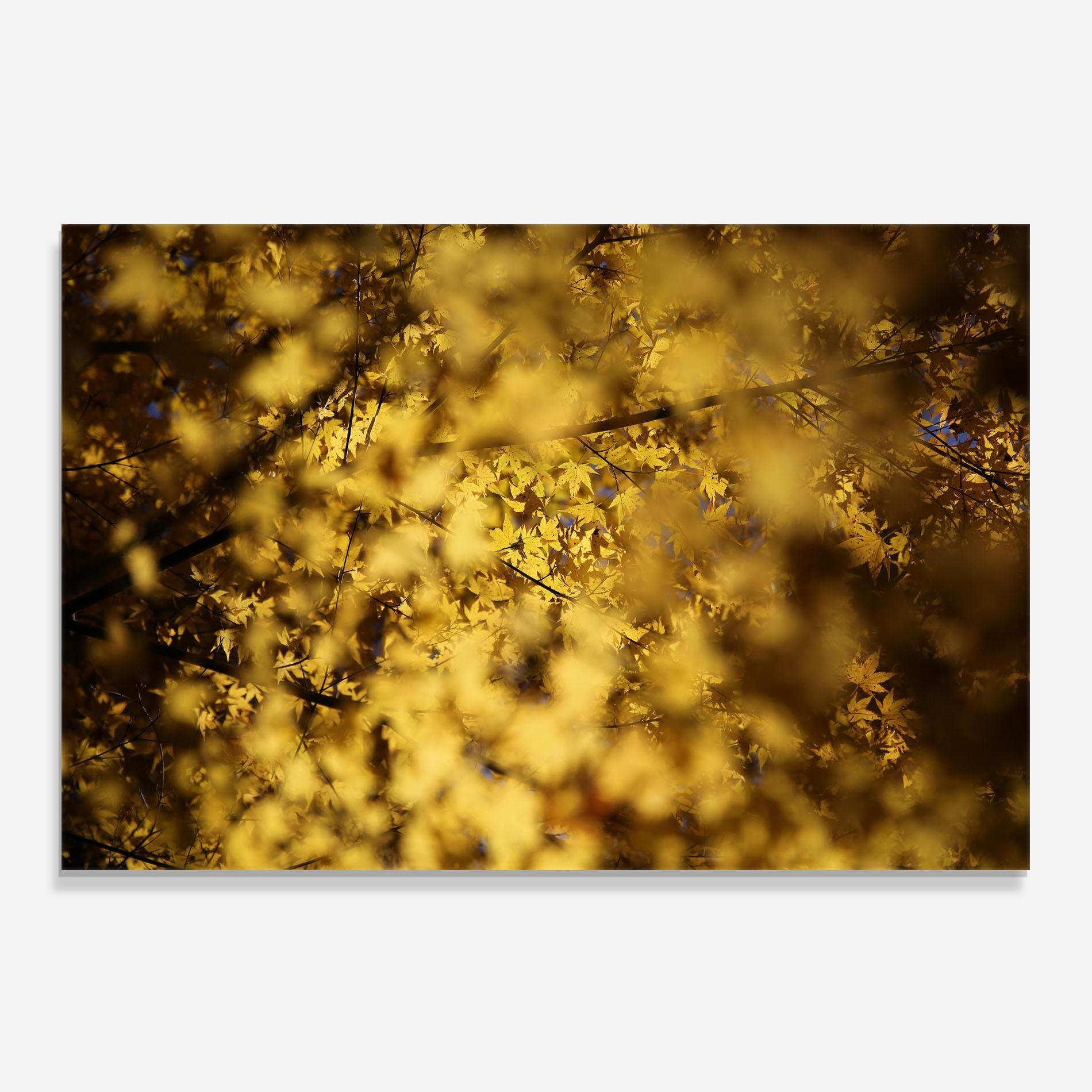 Konyhai üveg hátfal Yellow Leaf Forest mockup 0