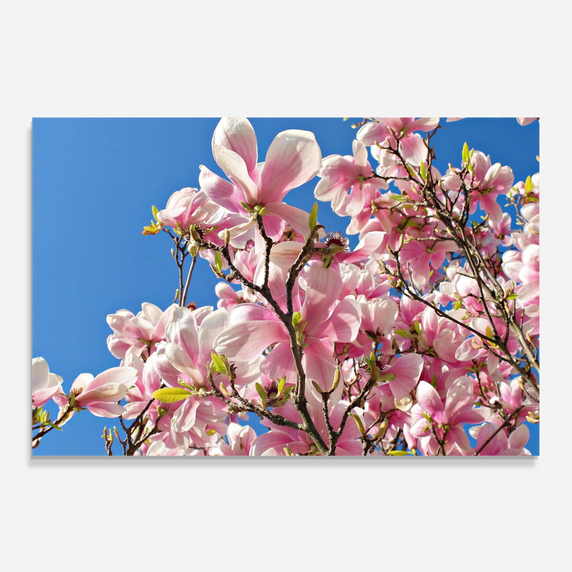 Konyhai üveg hátfal Beautiful Pink Chinese Tree mockup 0