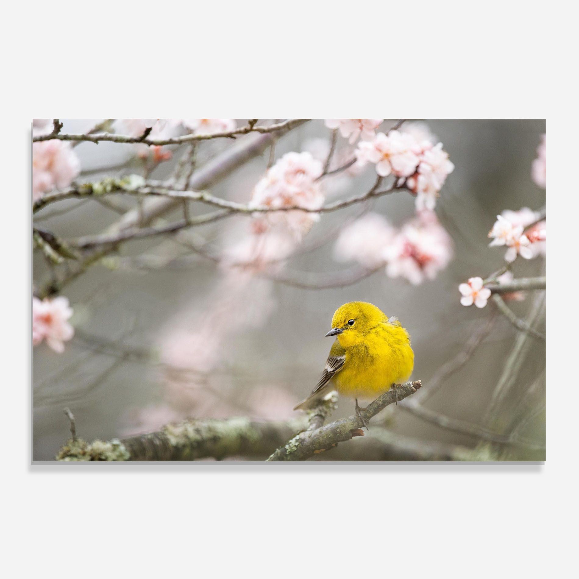 Pretty Spring Yellow Bird mockup 0