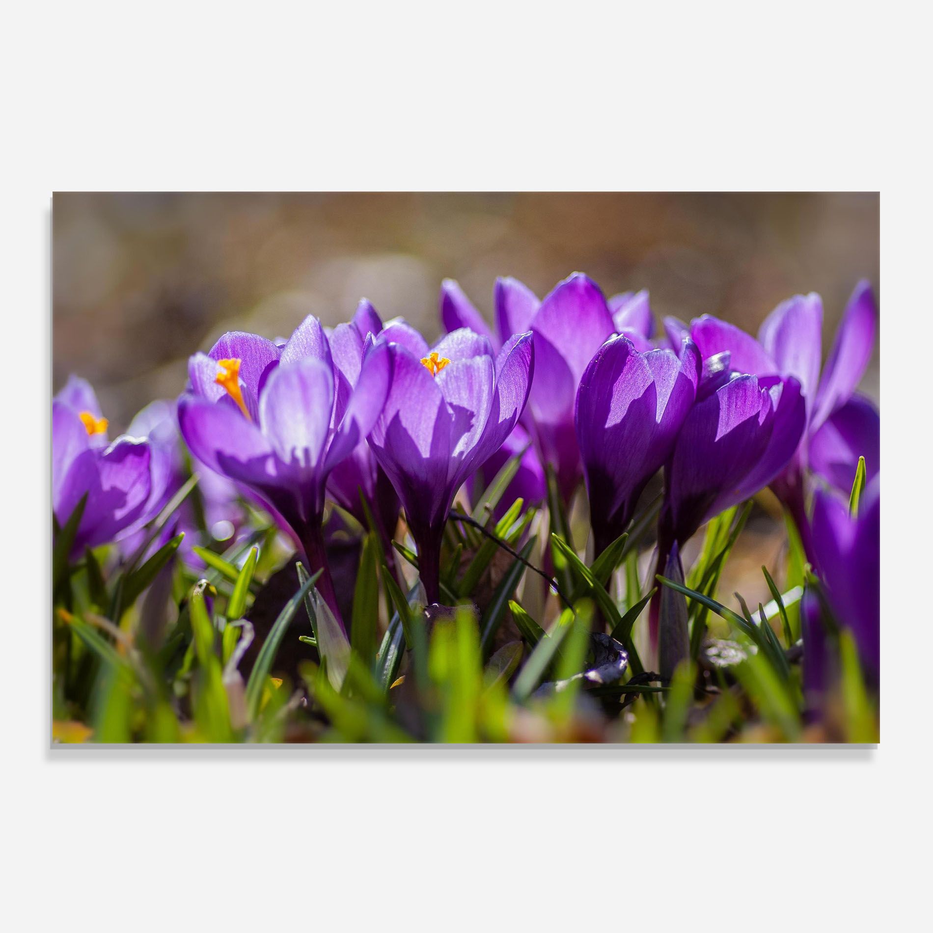 Purple Spring Flower mockup 0