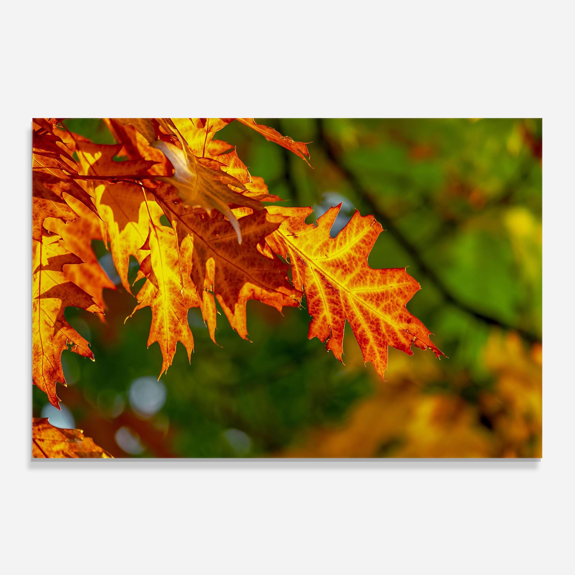 Orange Yellow Leaves mockup 0