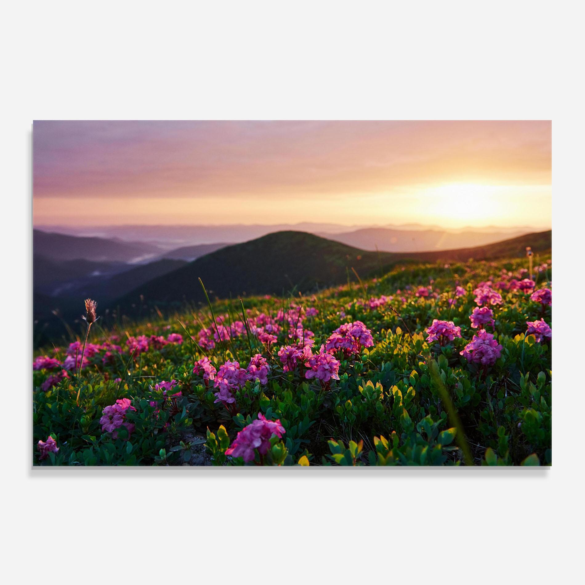 Konyhai üveg hátfal Purple Summer Flowers mockup 0