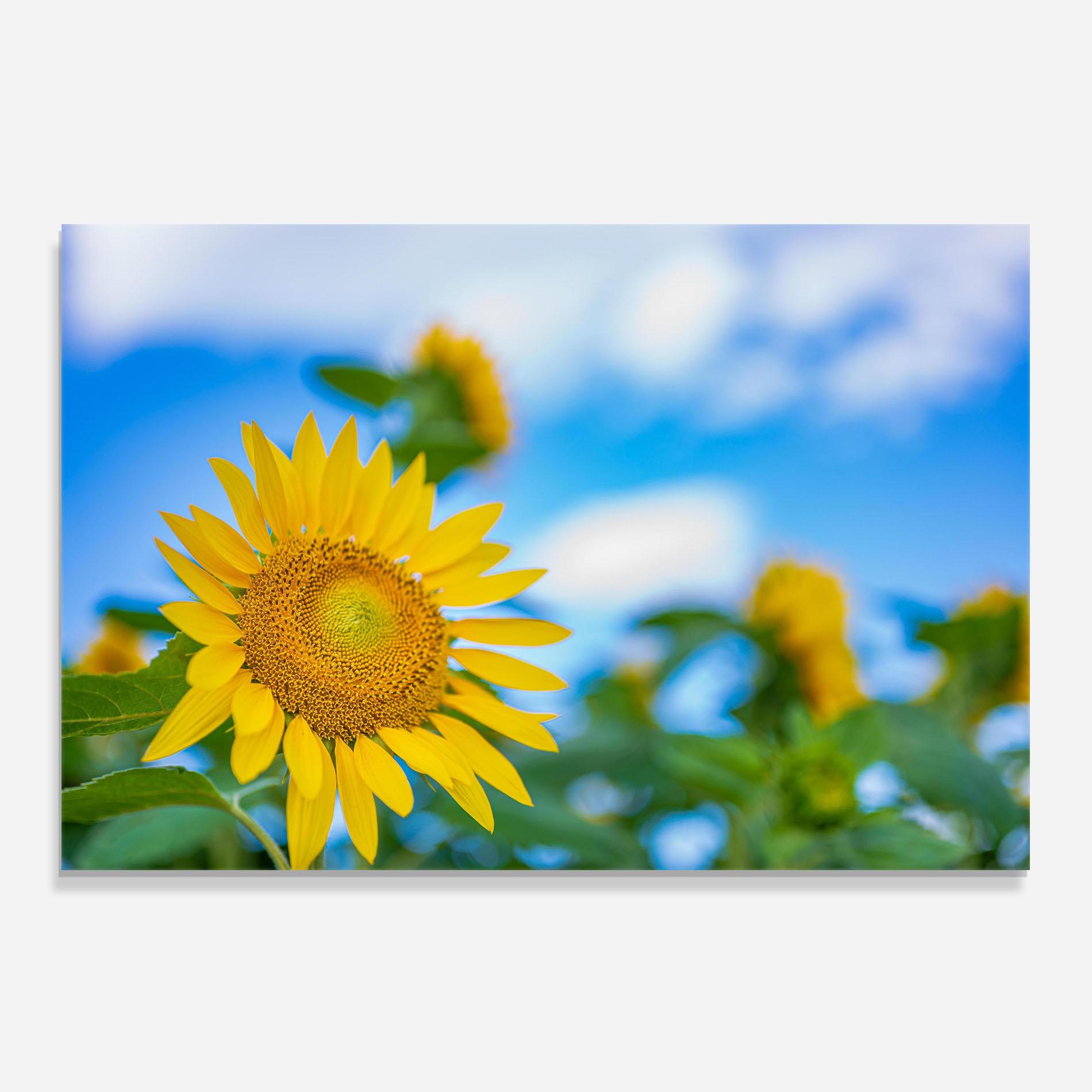 Konyhai üveg hátfal Sunflower Sky mockup 0