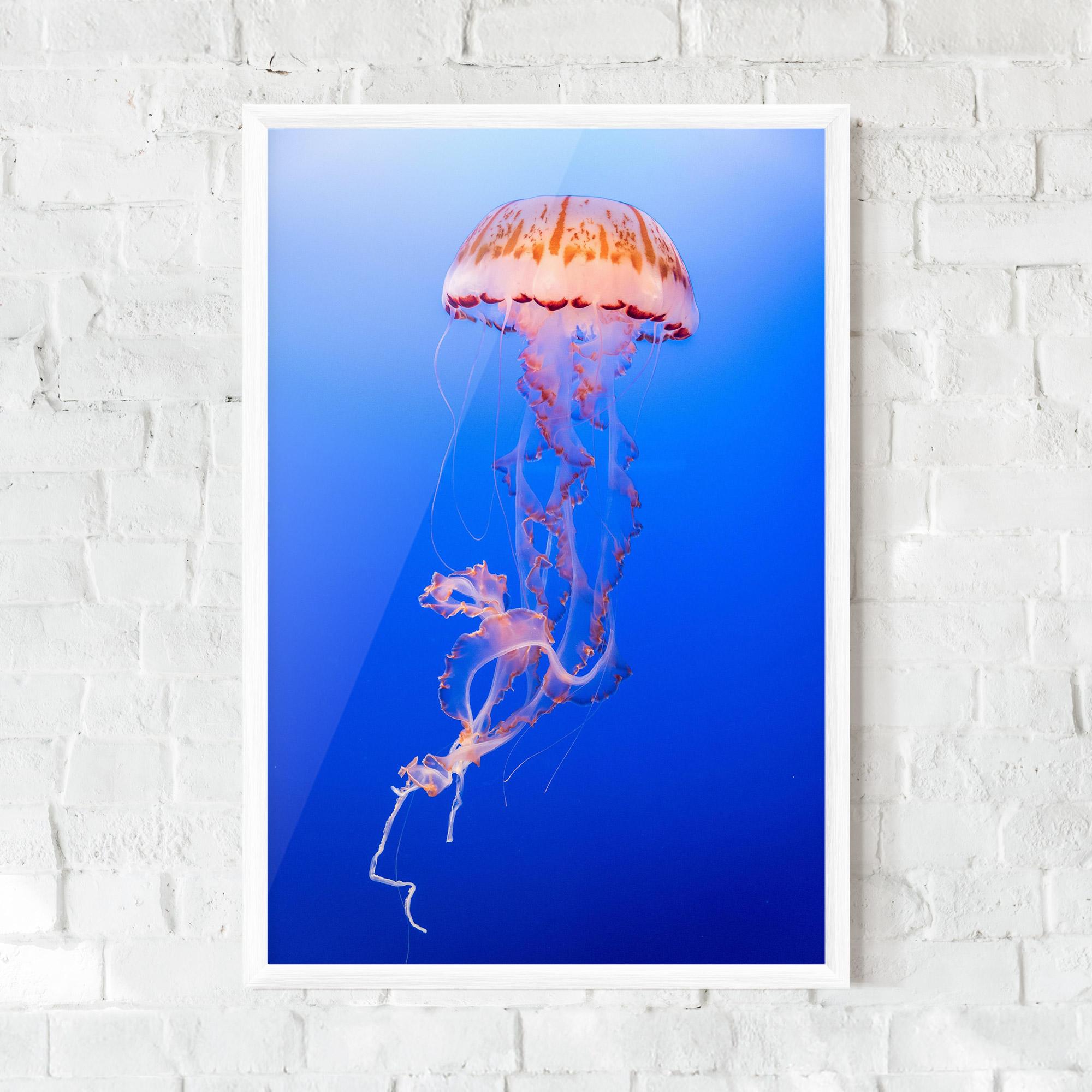 Keretezett Poszter Pretty White Jellyfish mockup 0