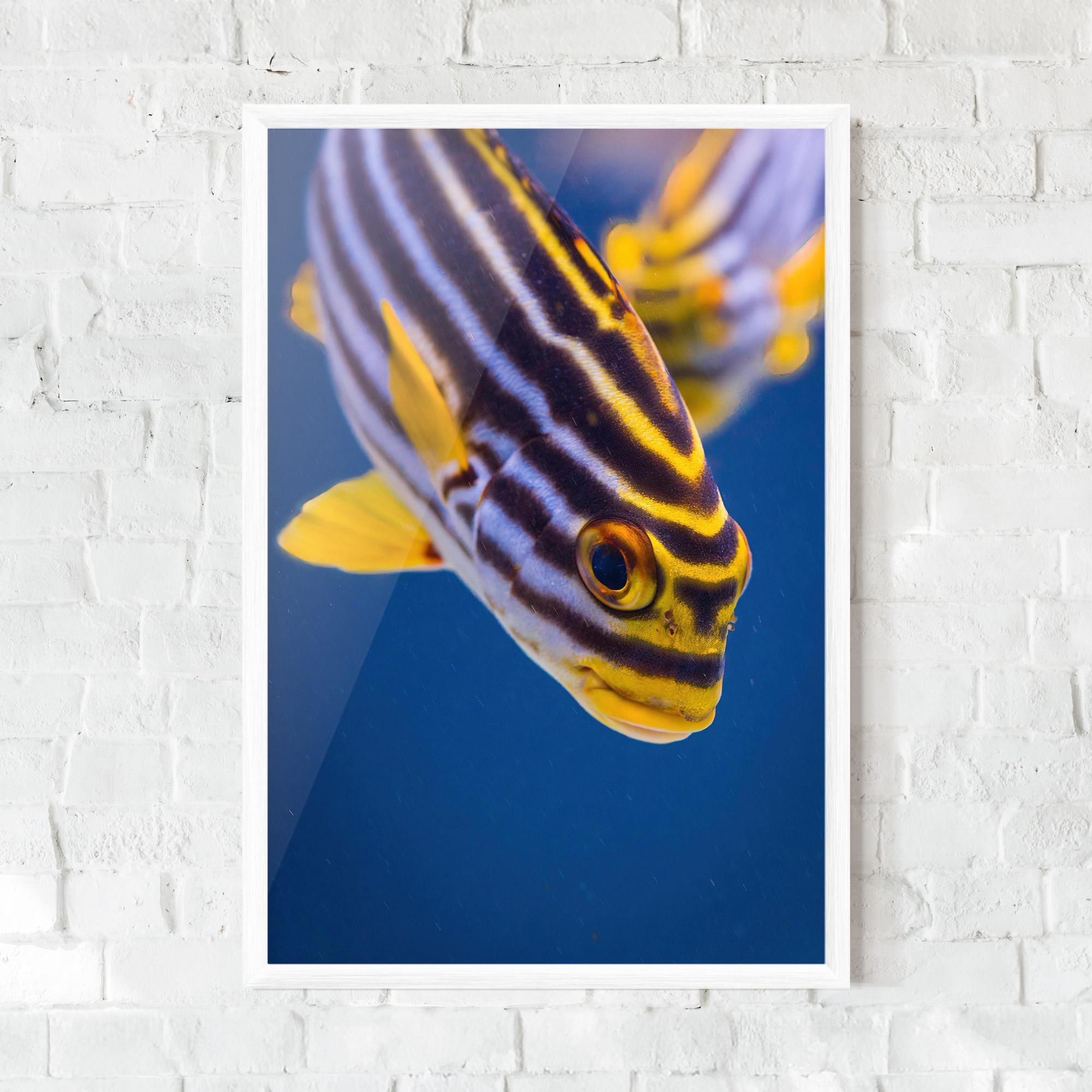 Keretezett Poszter Purple Yellow Fish mockup 0